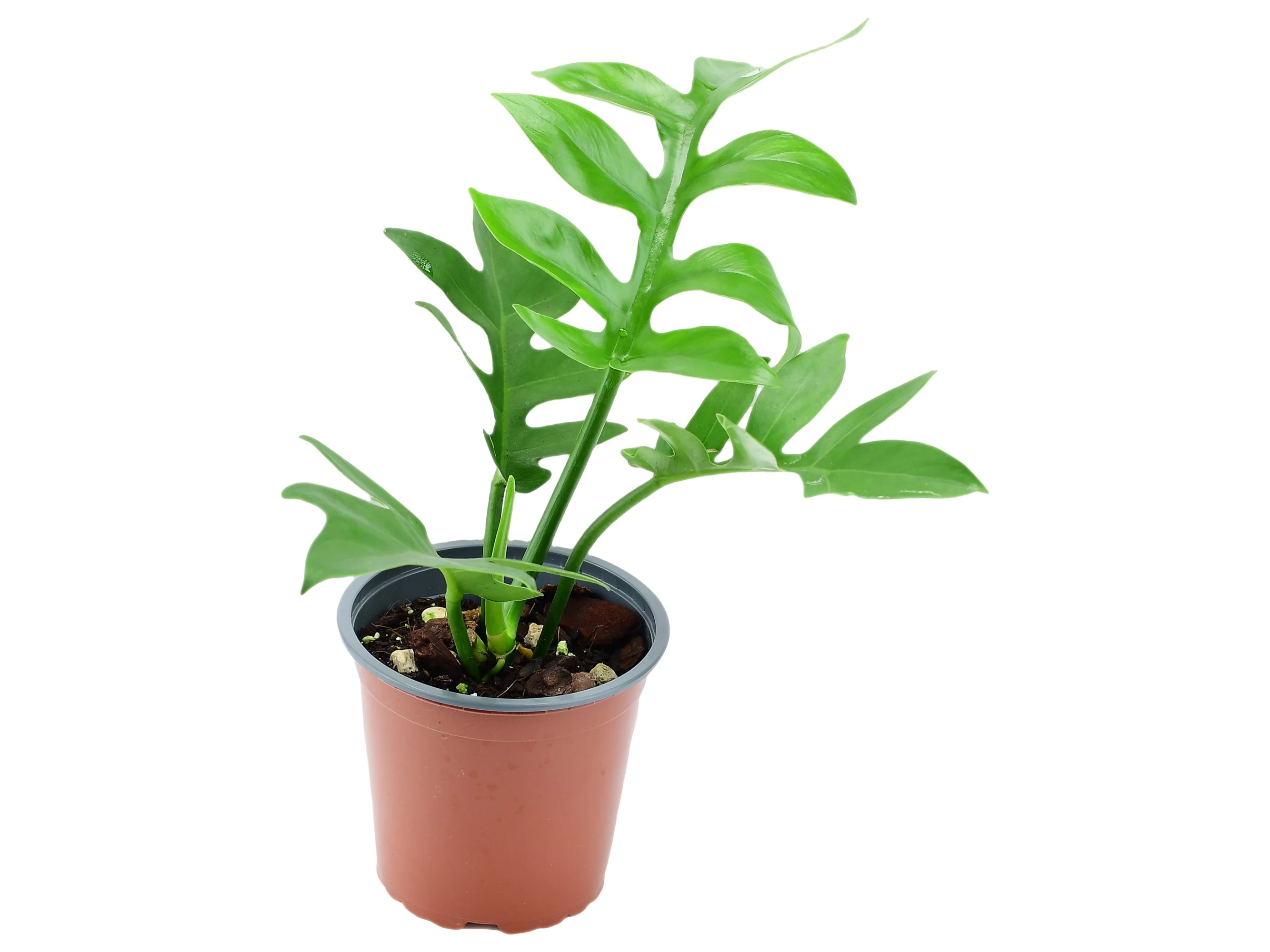 Philodendron distantilobum