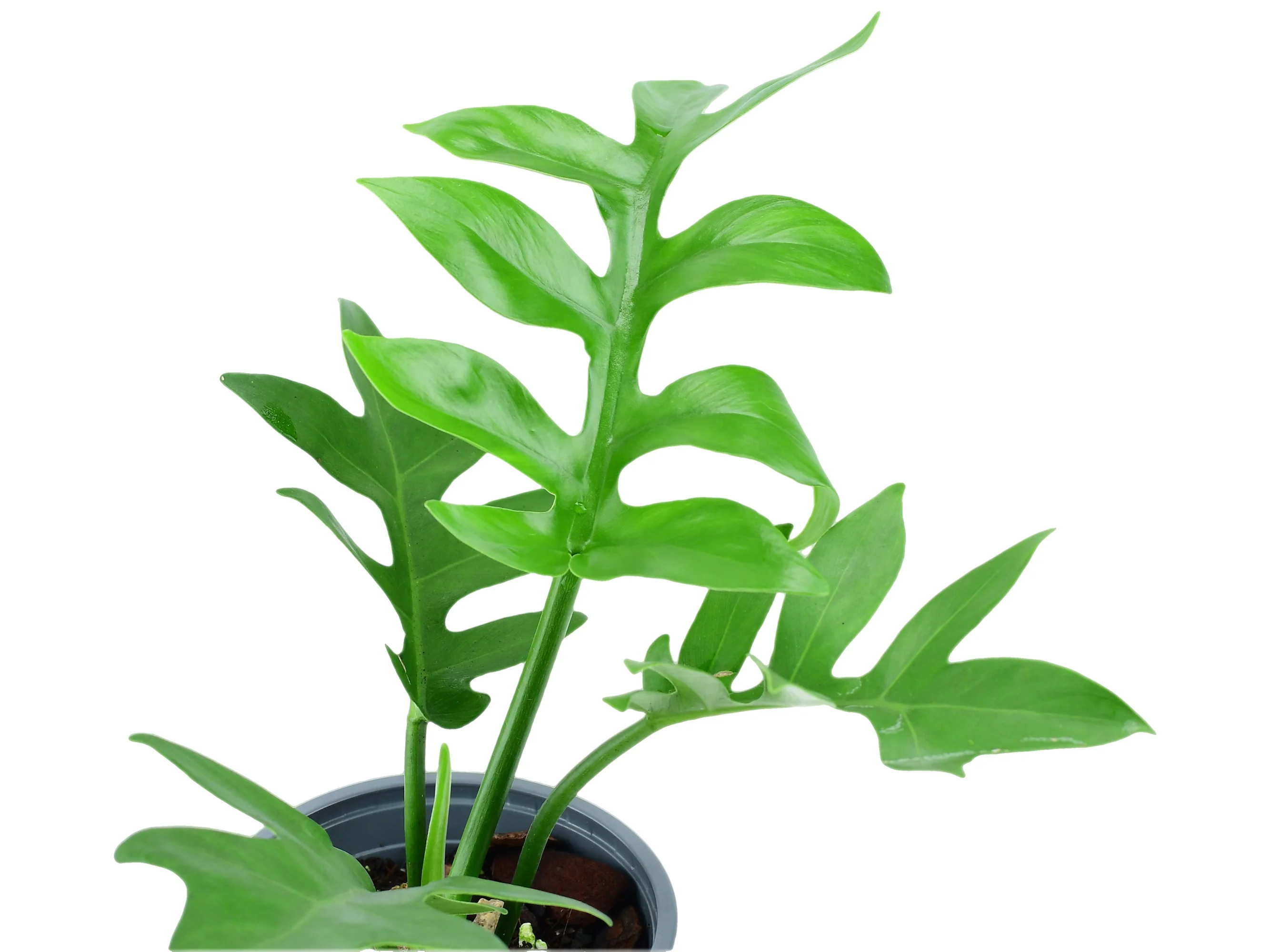 Philodendron distantilobum - Image 2