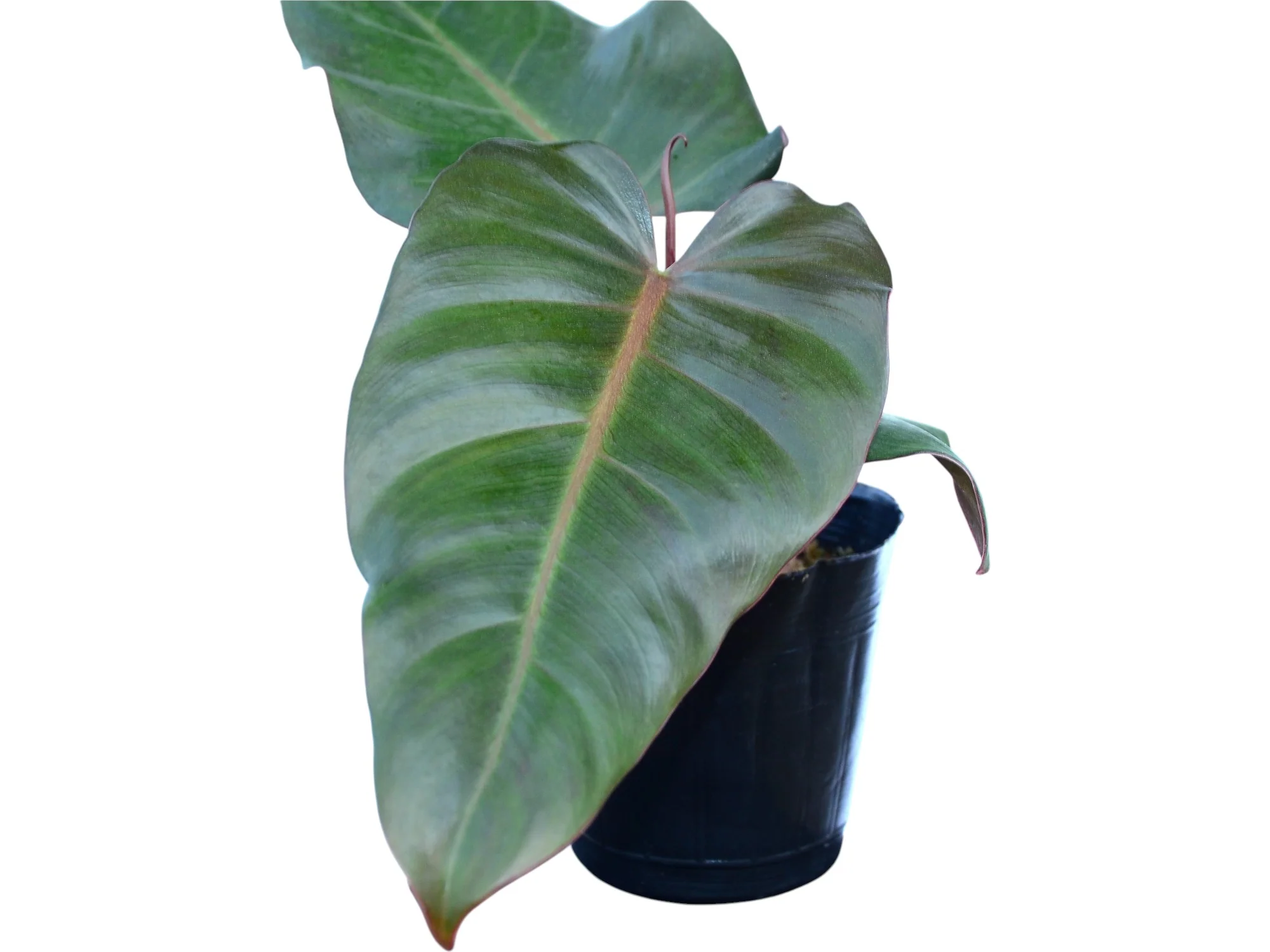 Philodendron erubescens 'Chocolate'