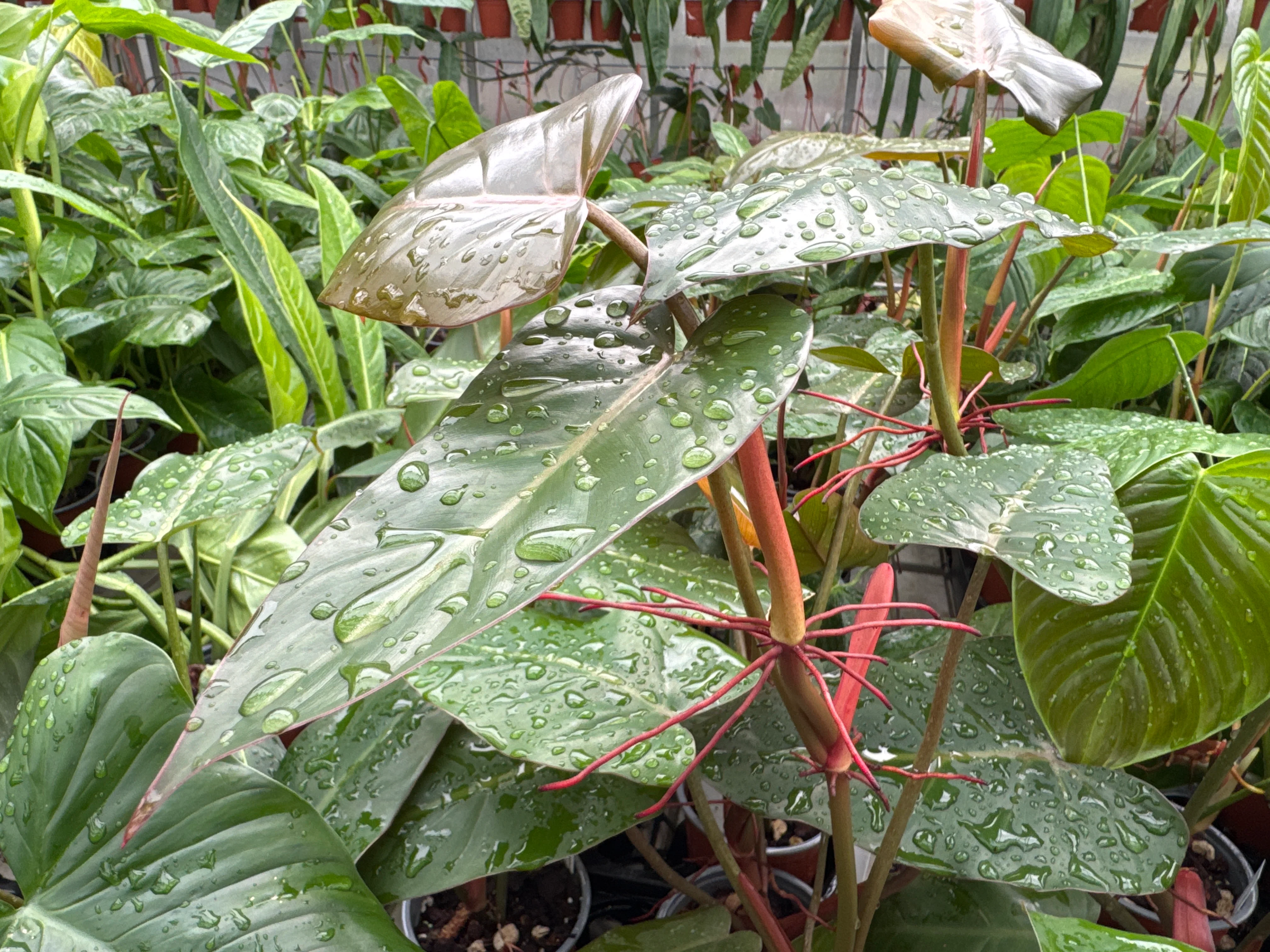 Philodendron erubescens 'Chocolate' - Image 2