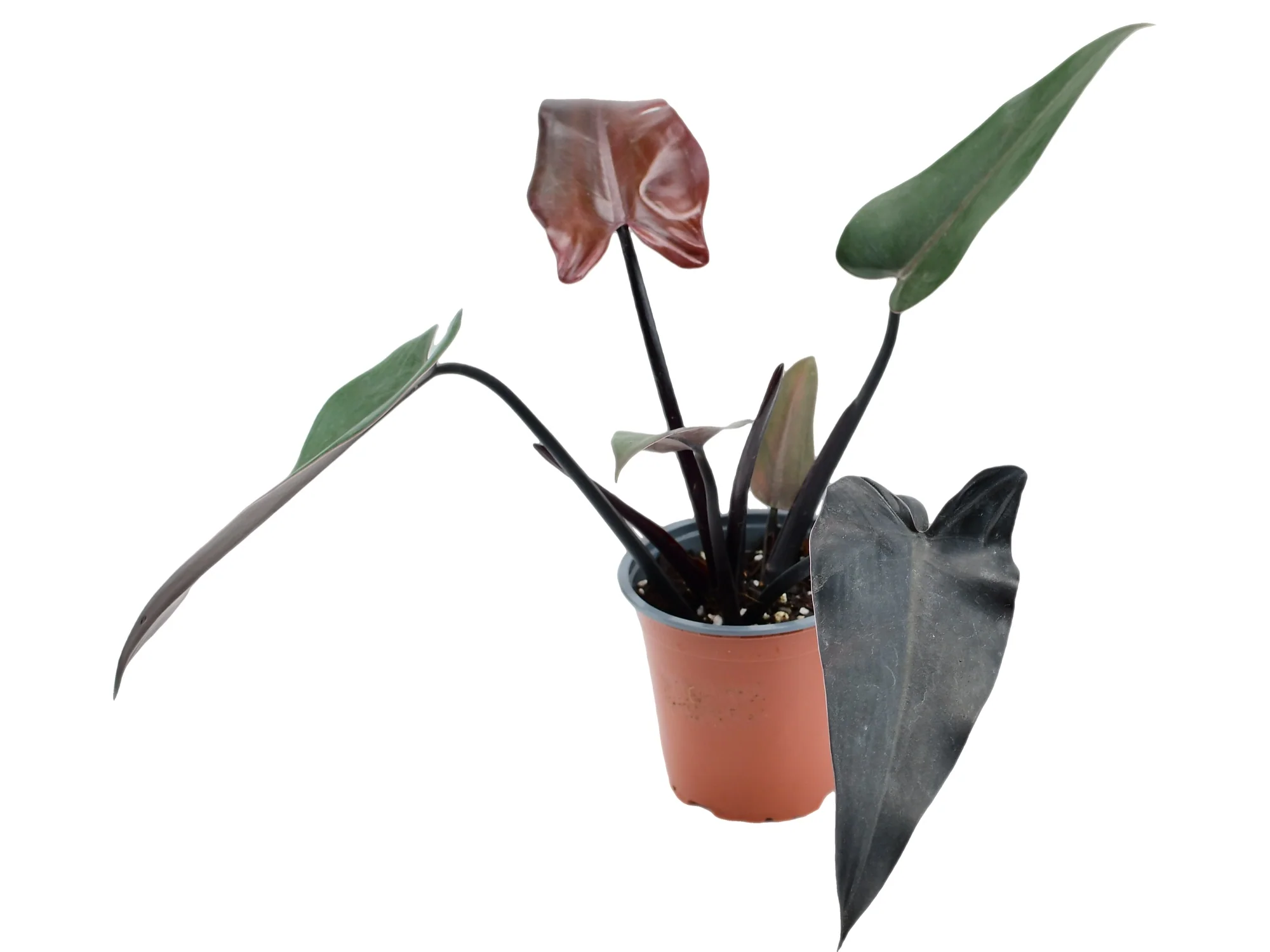 Philodendron Majesty