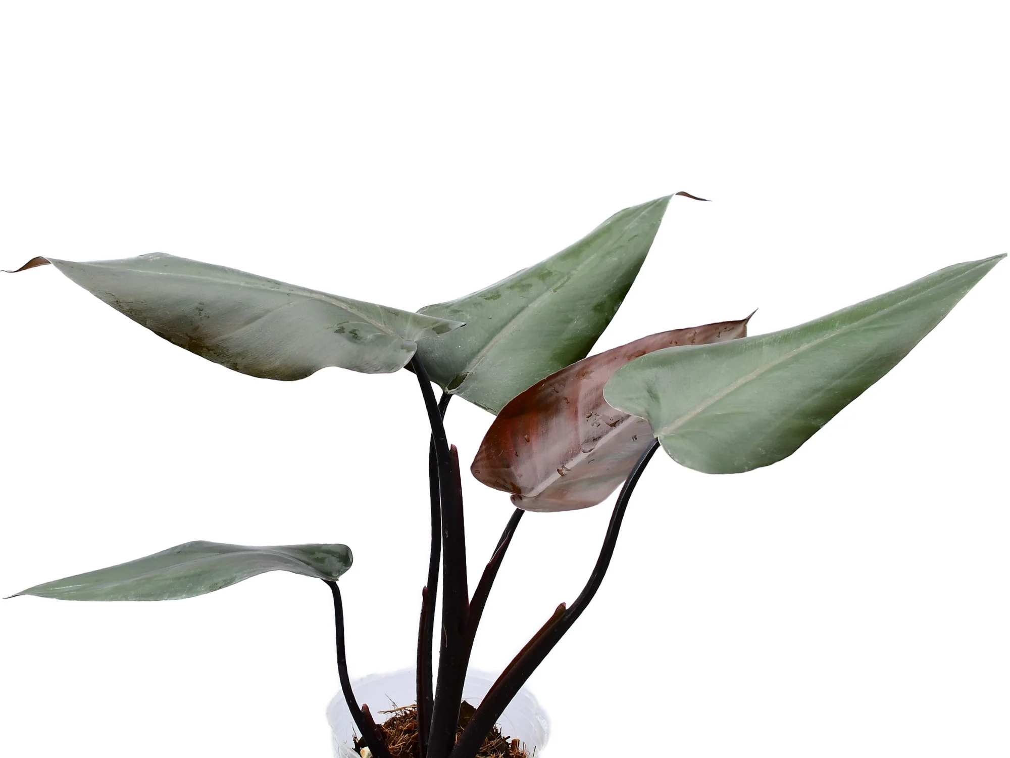 Philodendron Majesty - Image 2
