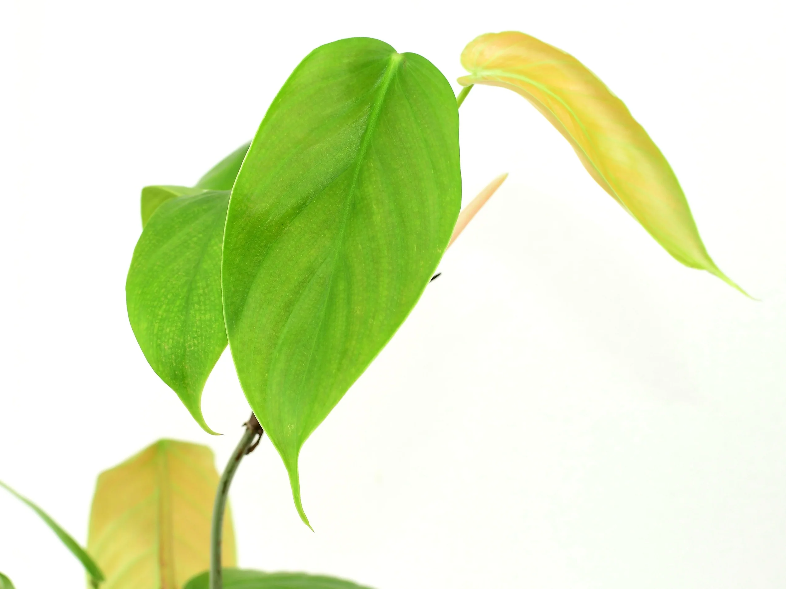 Philodendron fibrillosum - Image 2