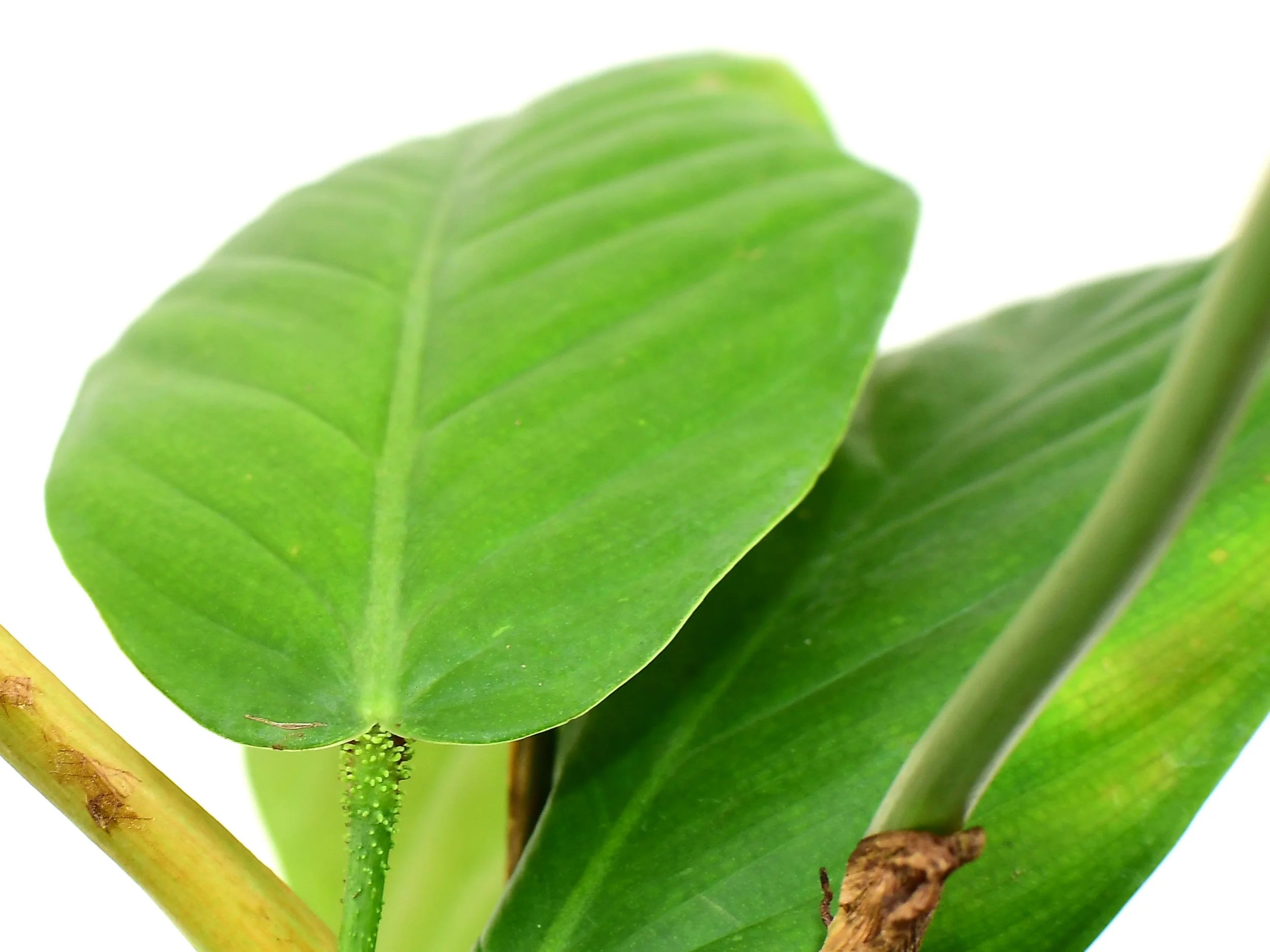 Philodendron fibrillosum - Image 3