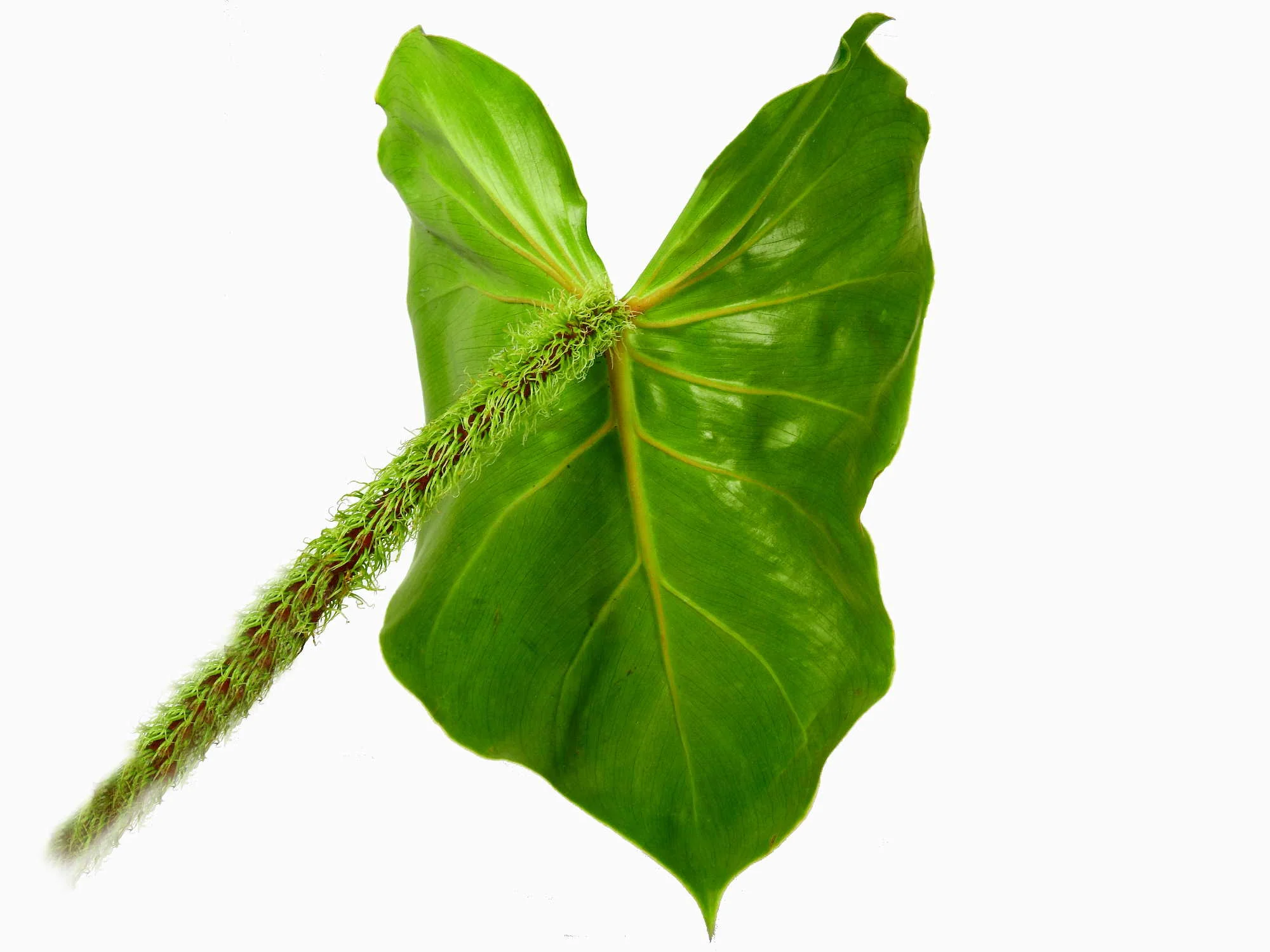 Philodendron fibrosum - Image 2