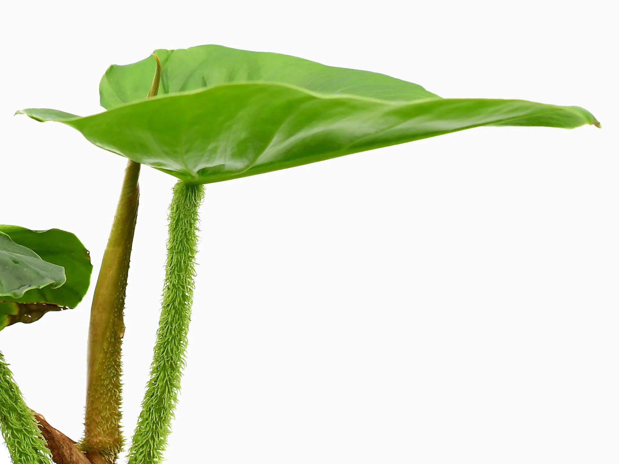 Philodendron fibrosum - Image 3