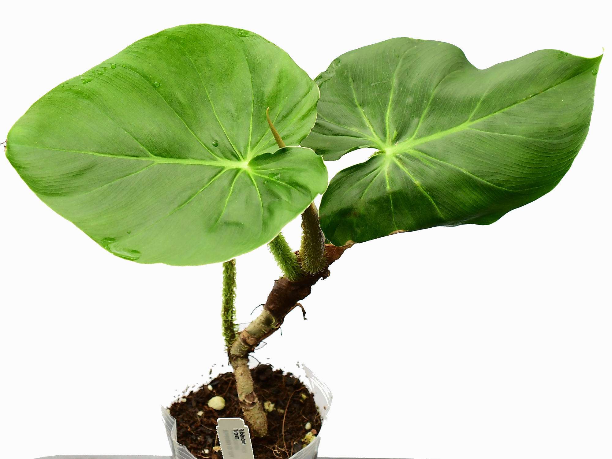 Philodendron fibrosum - Image 4