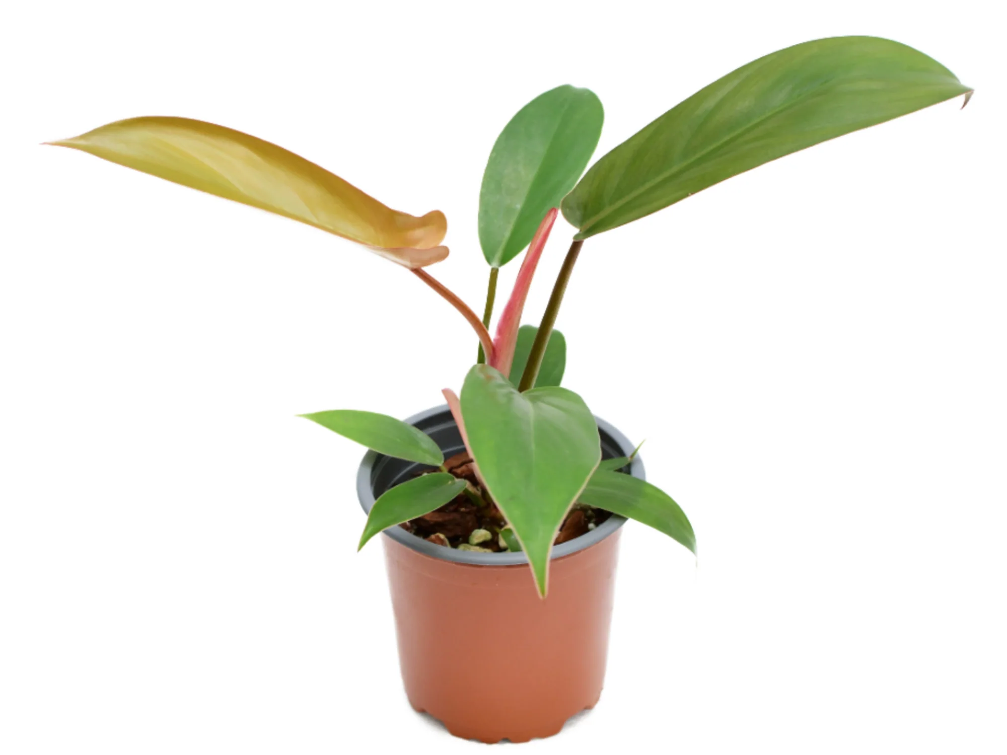 Philodendron Florida Bronze - Image 2