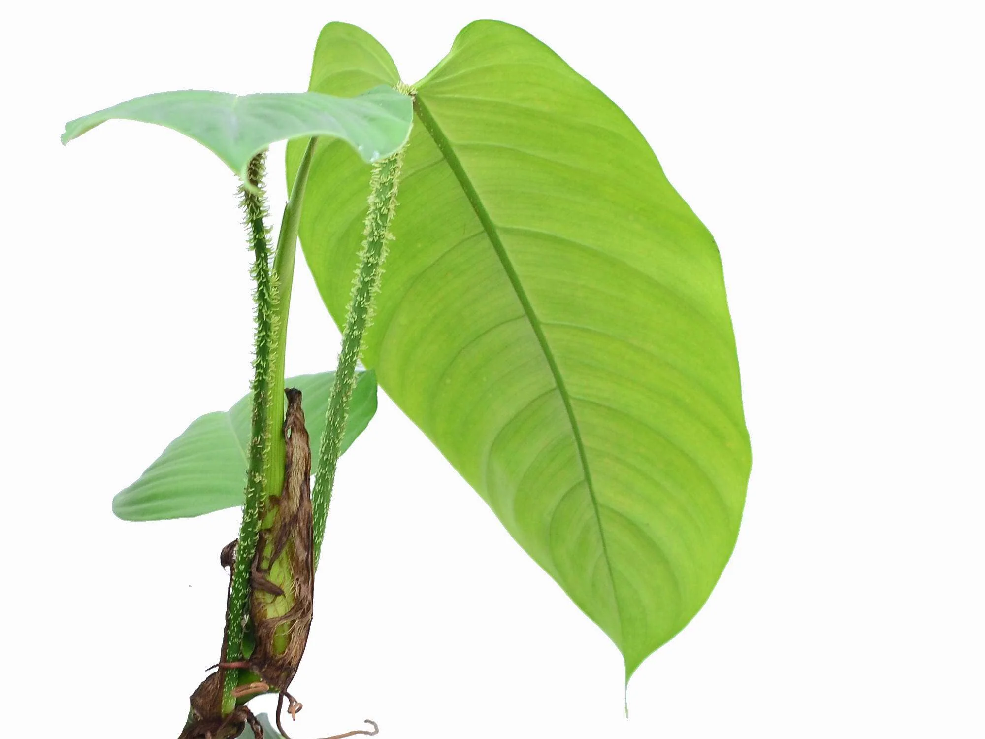Philodendron genevieveanum - Image 2