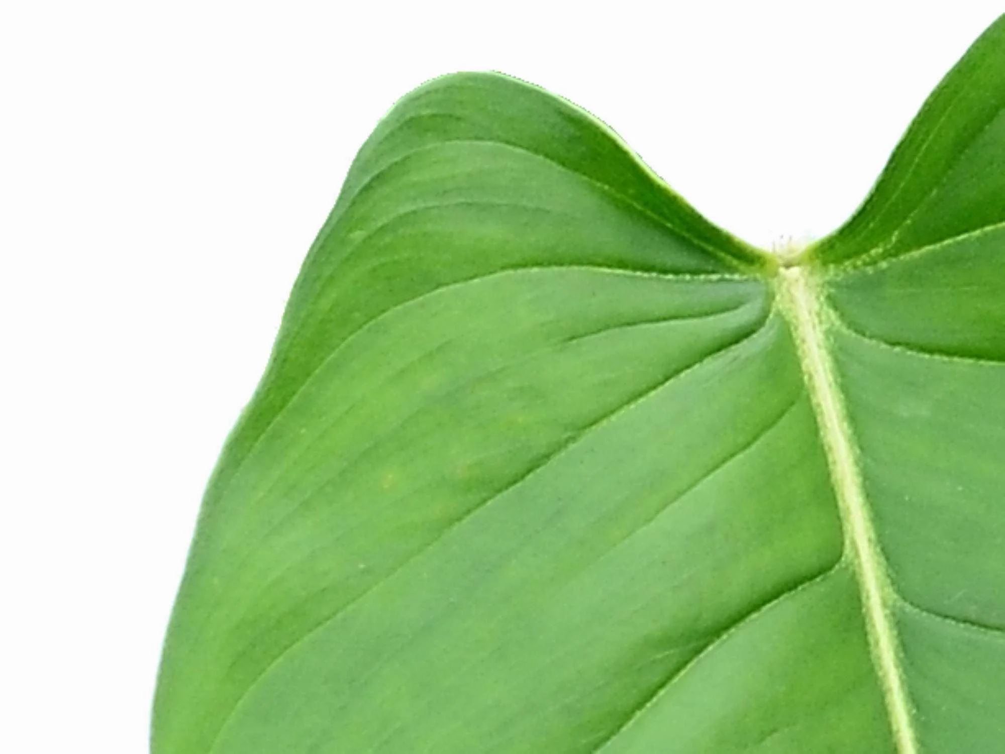 Philodendron genevieveanum - Image 3