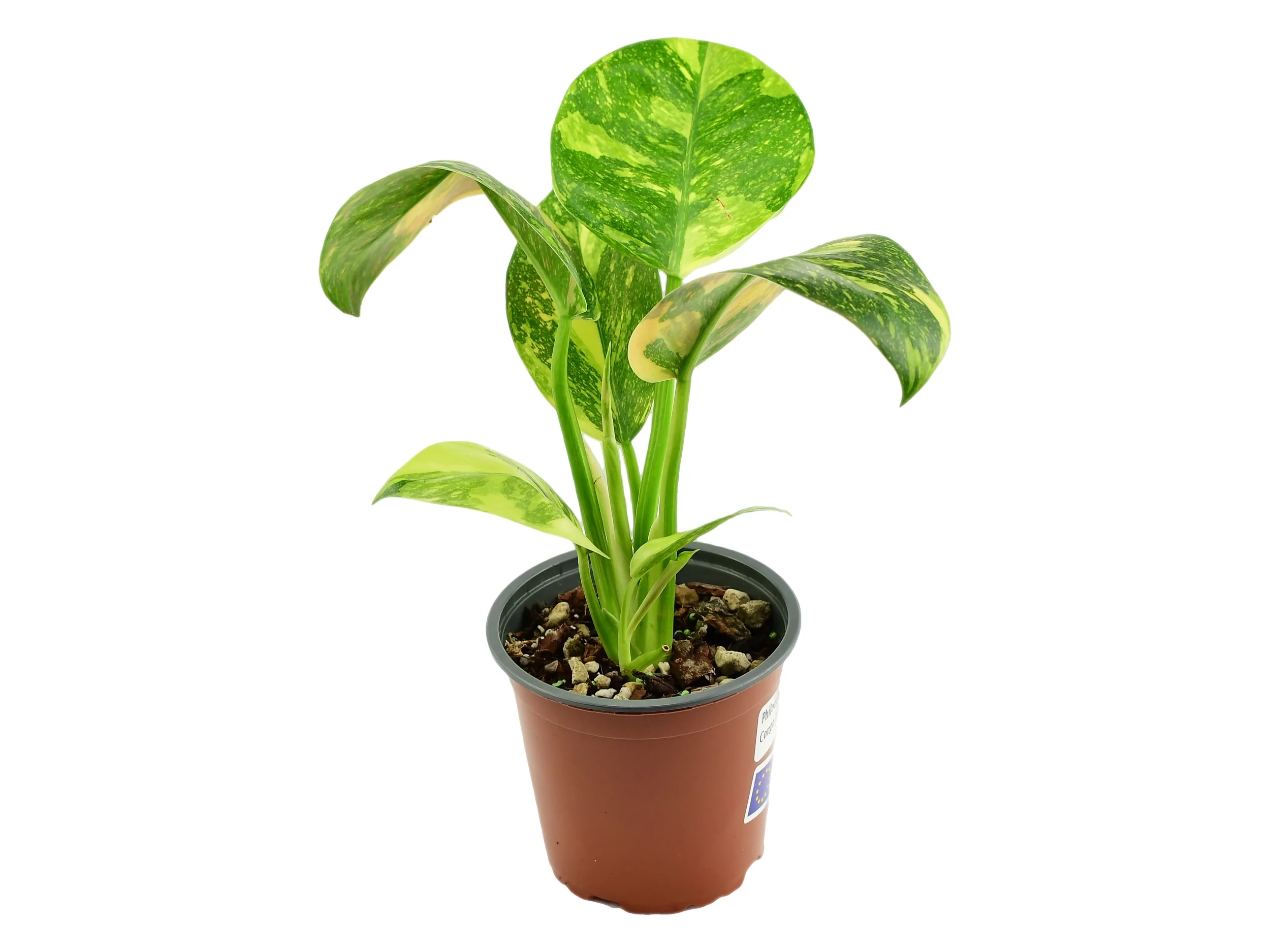 Philodendron Green Congo Variegata