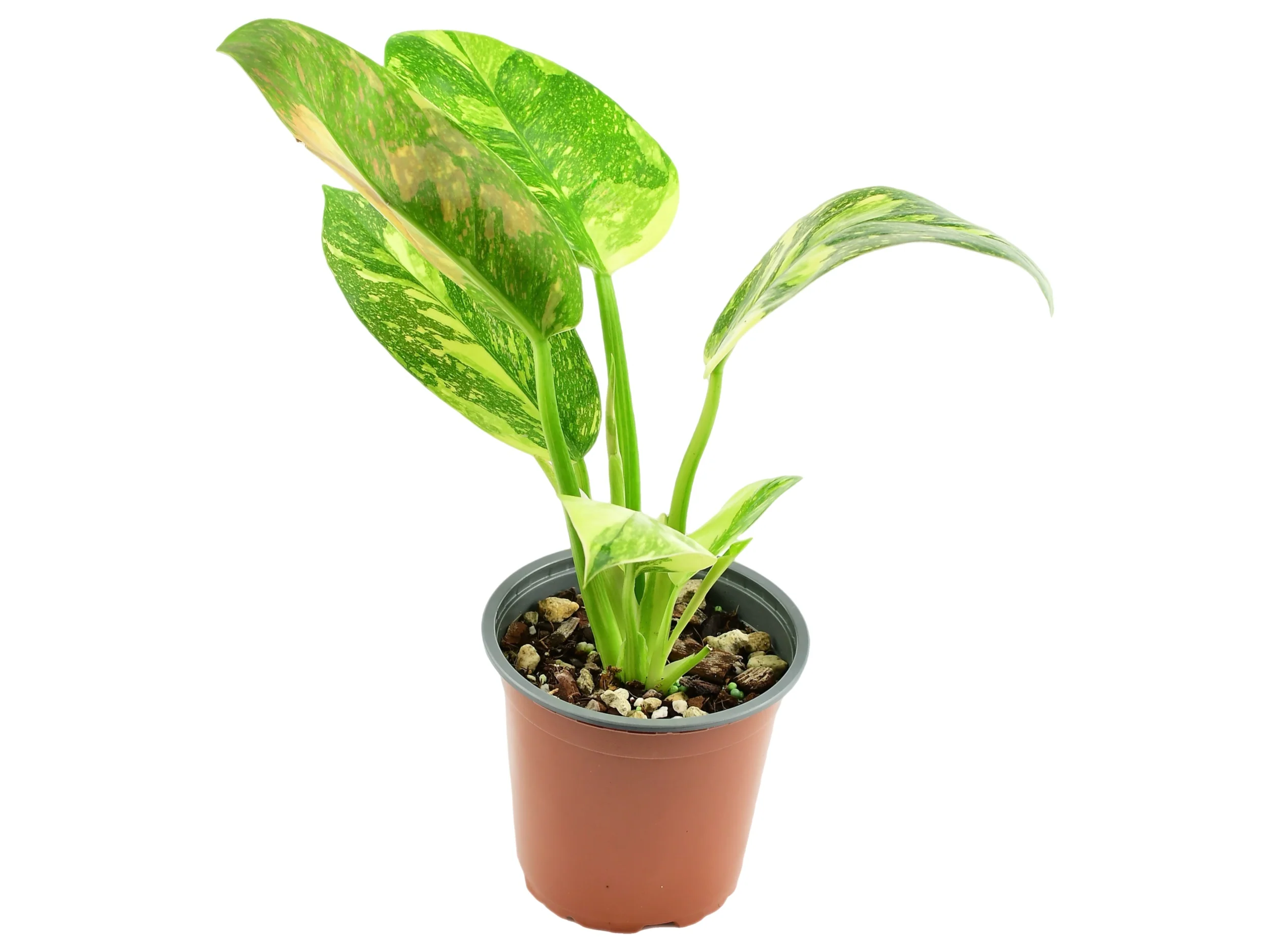 Philodendron Green Congo Variegata - Image 2