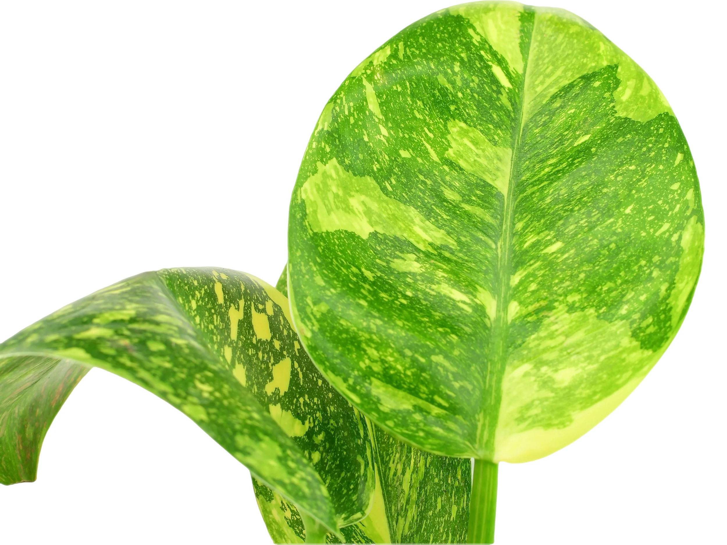 Philodendron Green Congo Variegata - Image 3