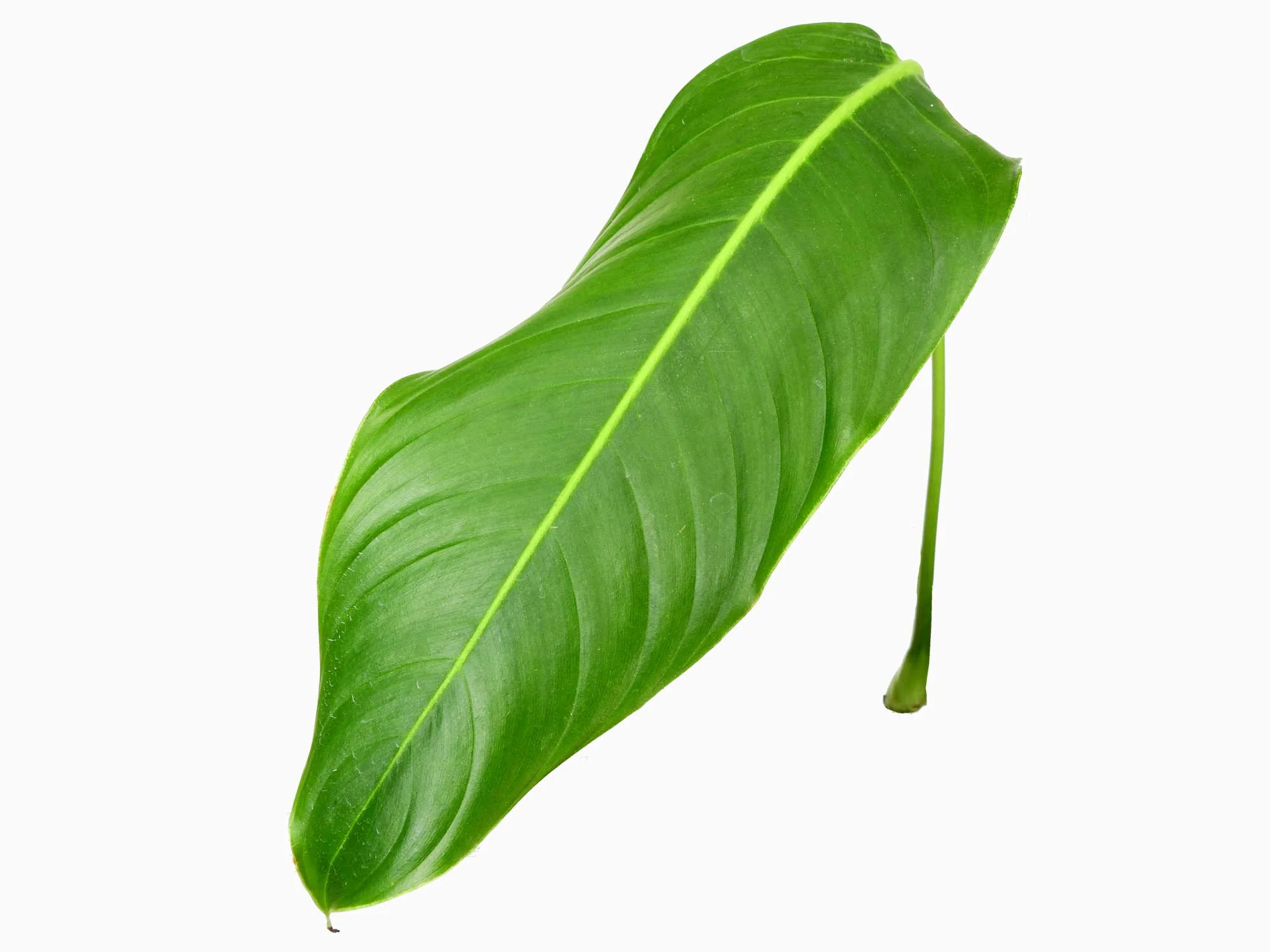 Philodendron heterocraspedon - Image 2