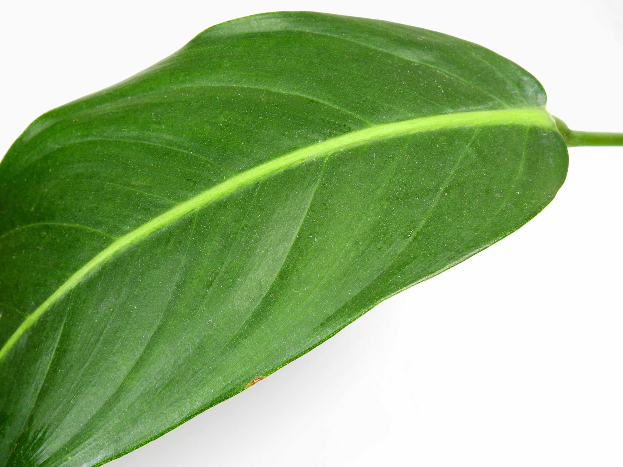 Philodendron heterocraspedon - Image 3