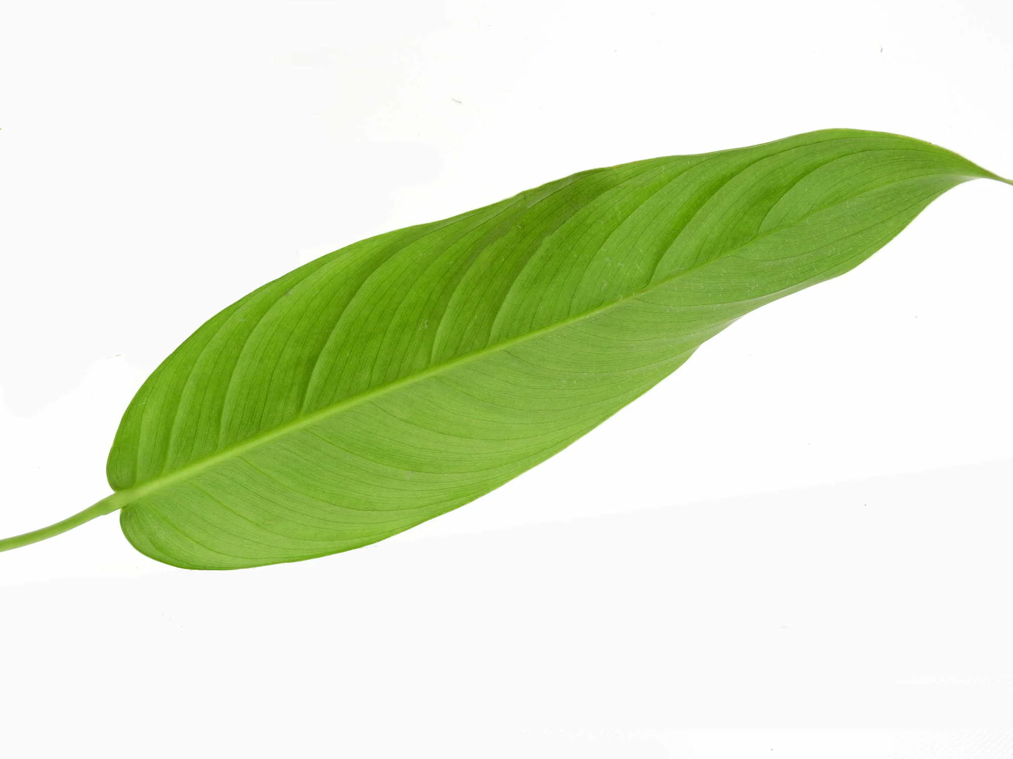 Philodendron heterocraspedon - Image 4