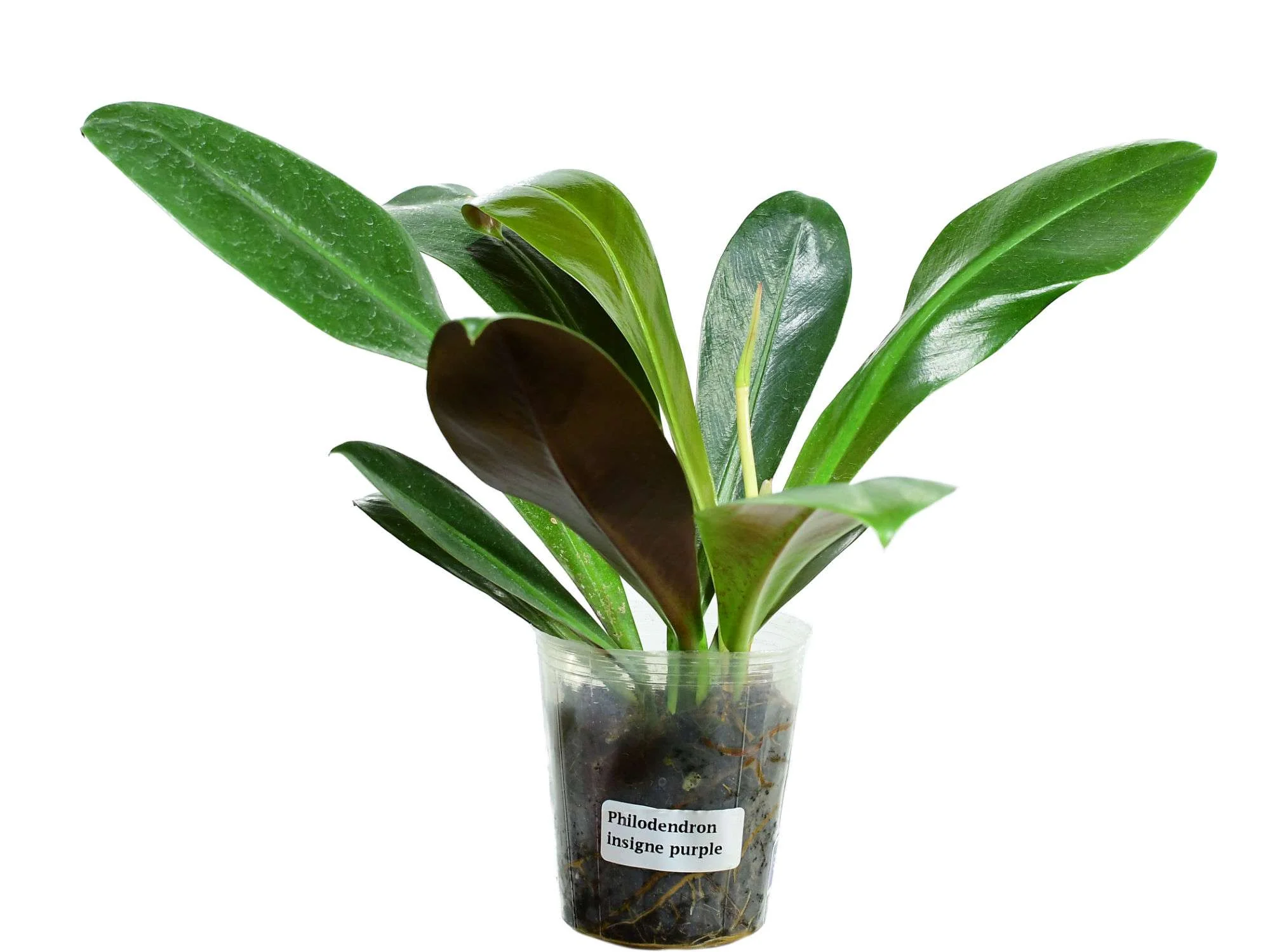 Philodendron insigne 'Purple' - Image 2