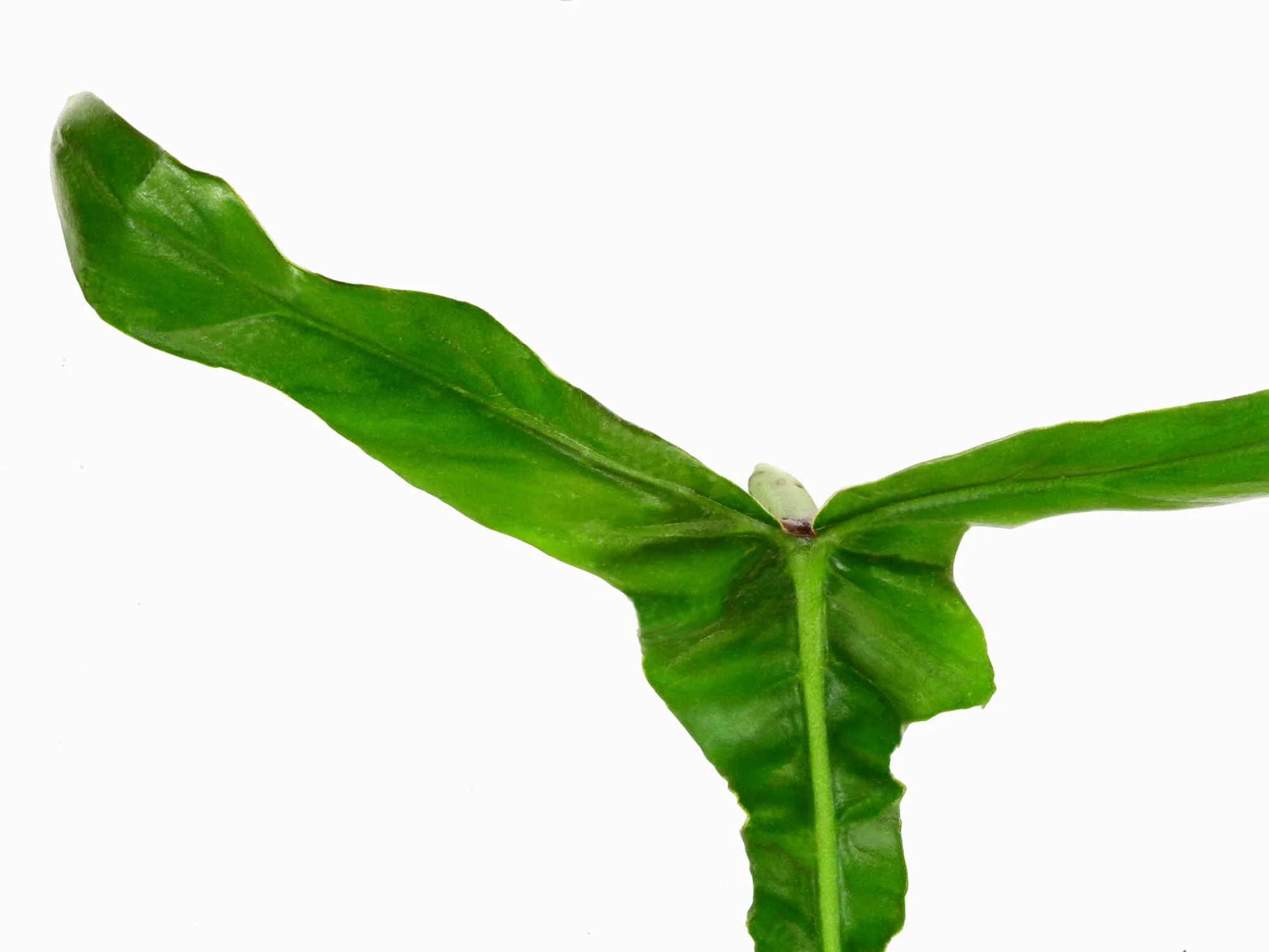 Philodendron x joepii - Image 2