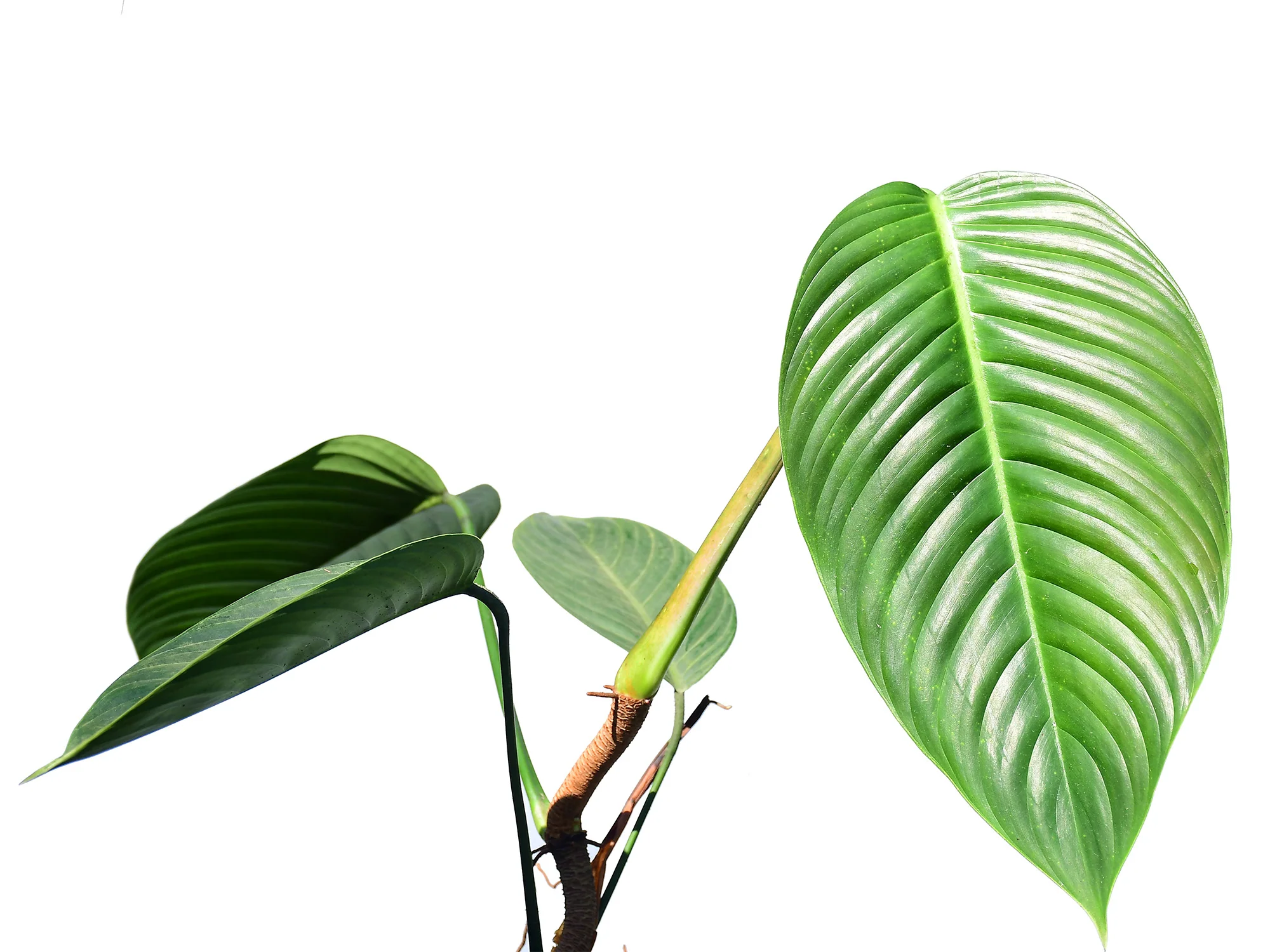 Philodendron lentii - Image 2