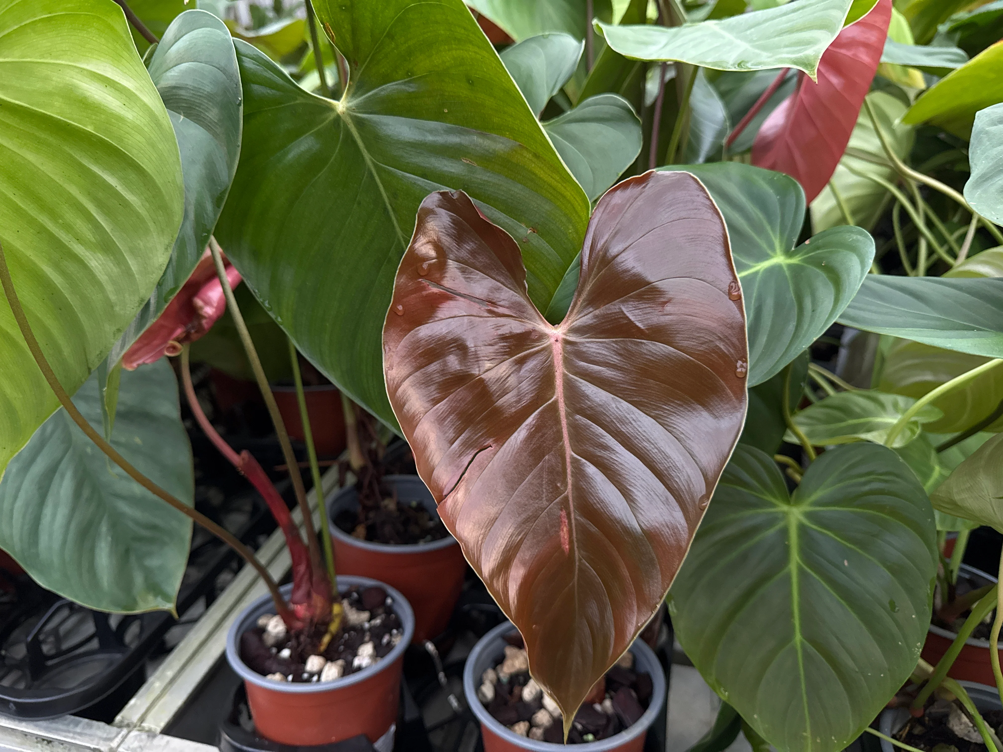 Philodendron lynamii - Image 2