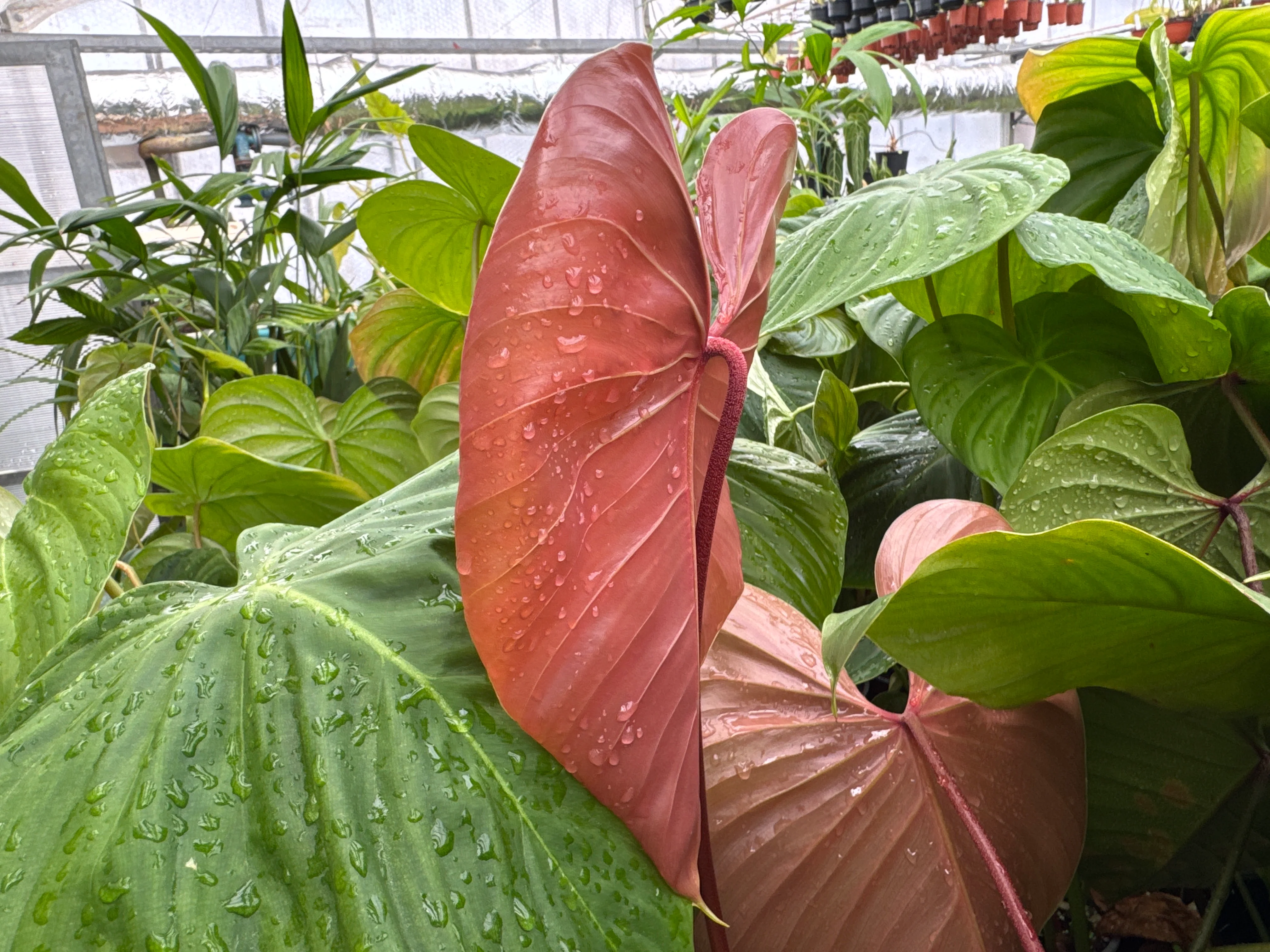 Philodendron lynamii - Image 3