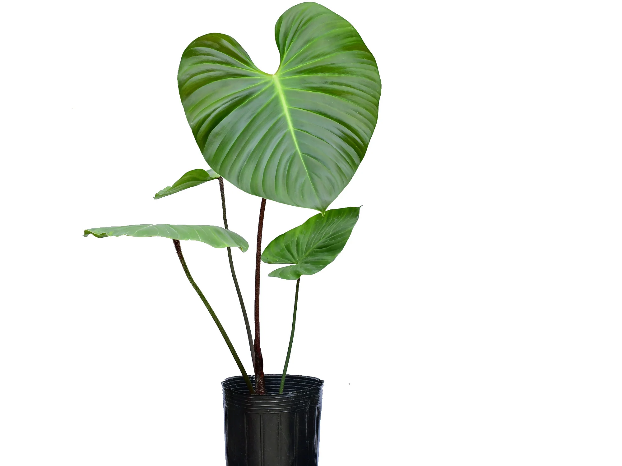 Philodendron nangaritense - Image 2