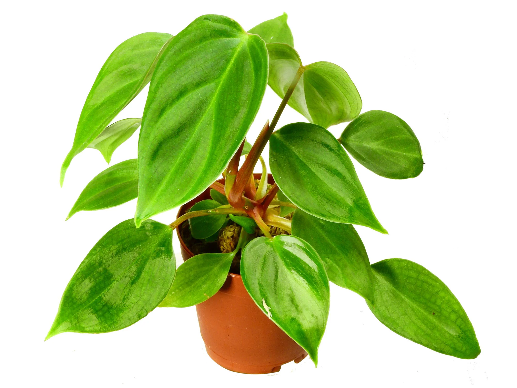 Philodendron nangaritense s