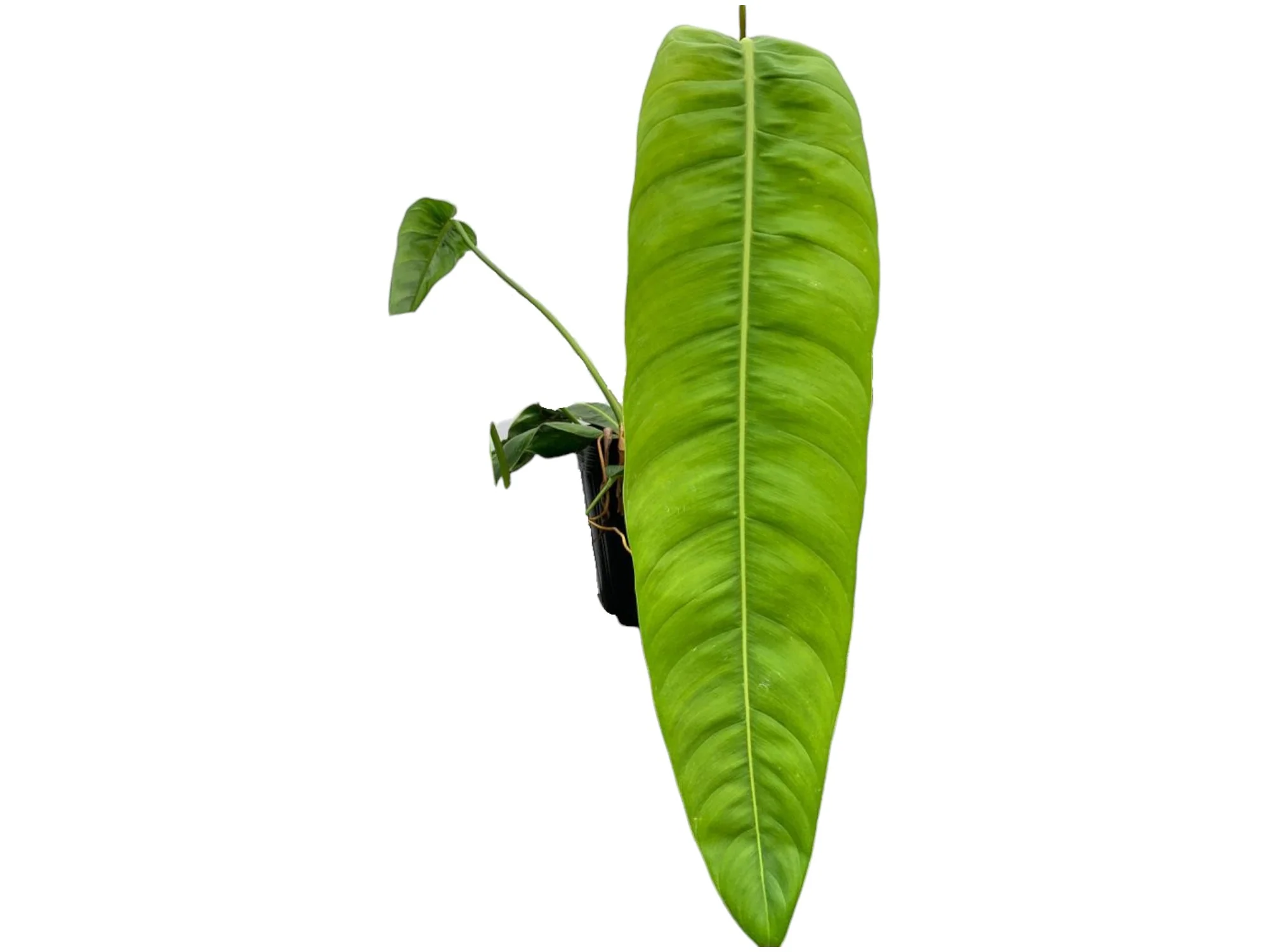 Philodendron patriciae 'Big'