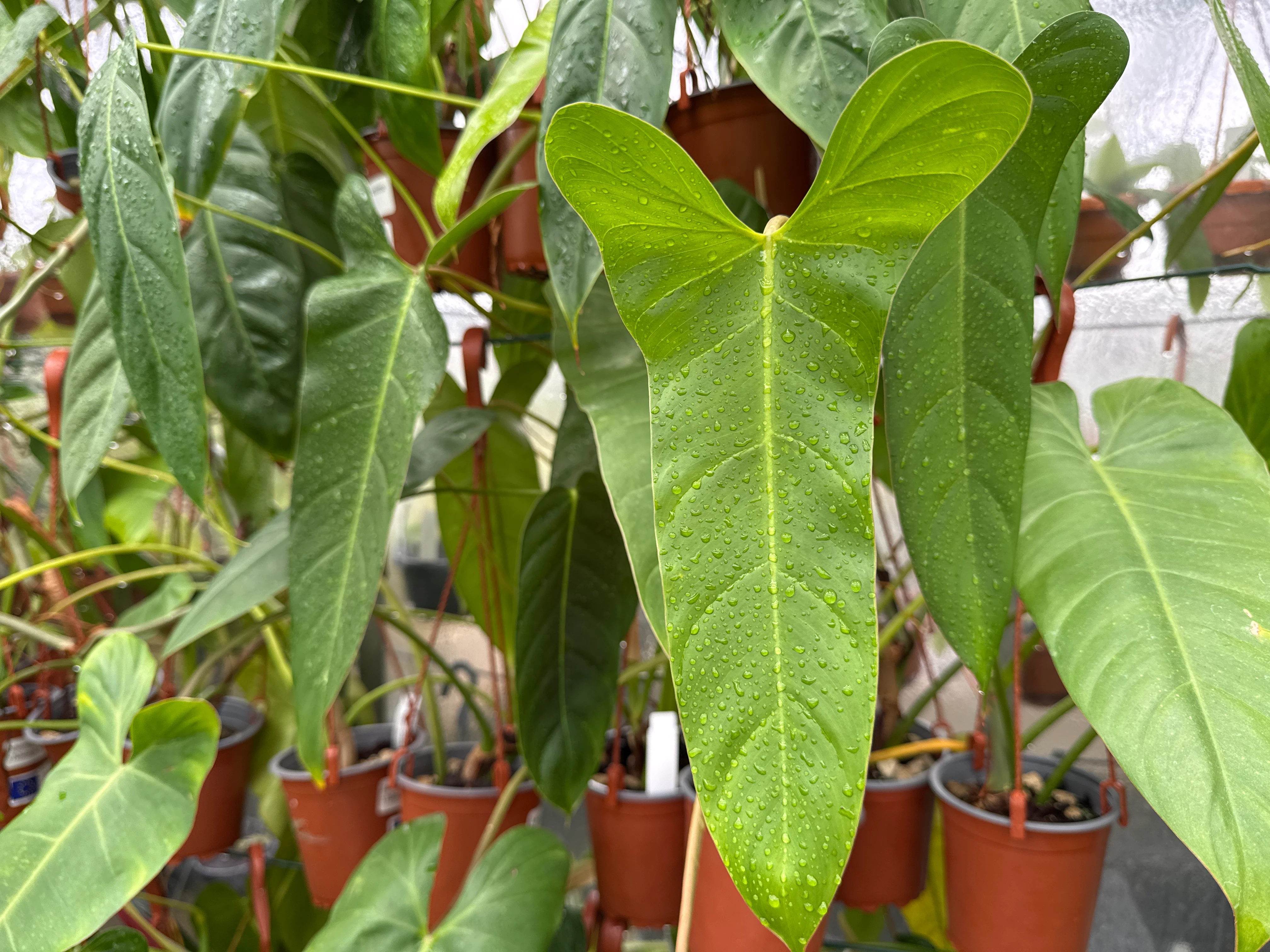 Philodendron (pinnatilobum aff x Jose Buono) - Image 3