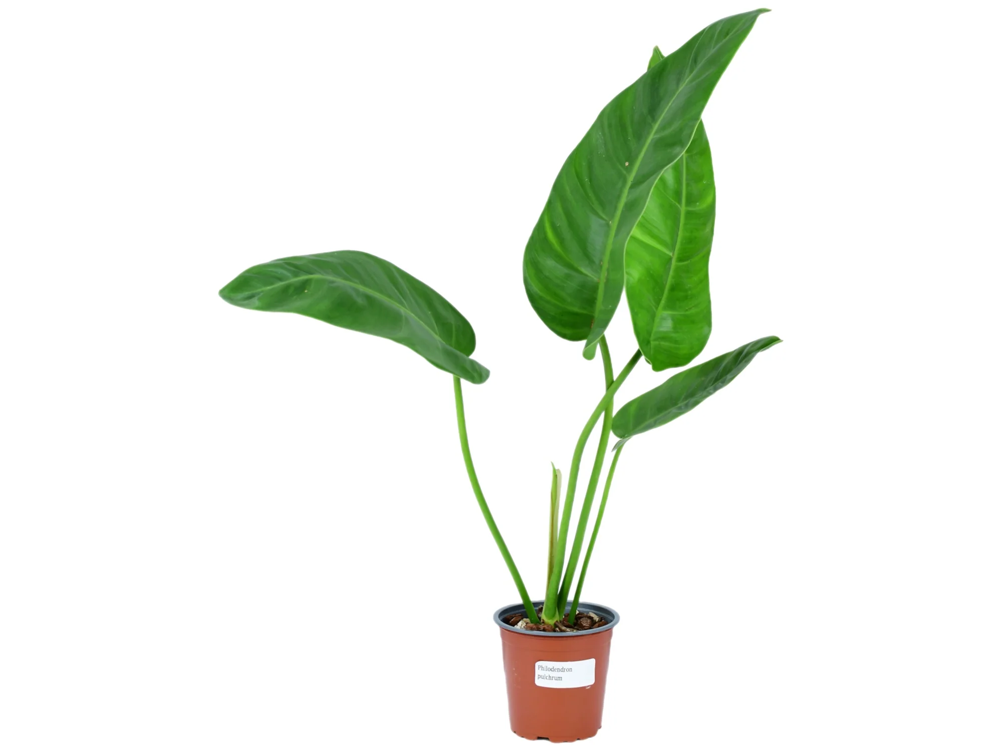 Philodendron pulchrum - Image 2