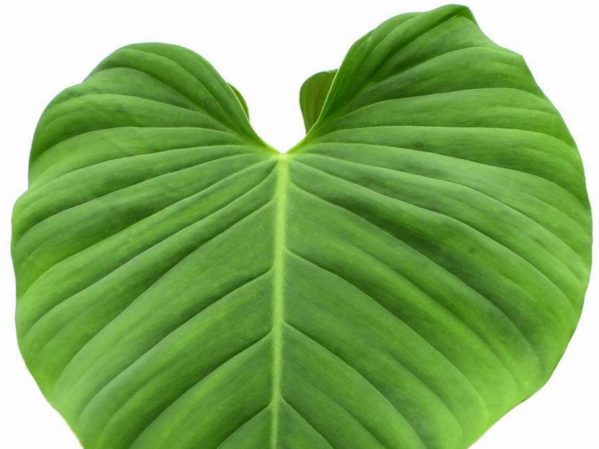 Philodendron roseocataphyllum - Image 2