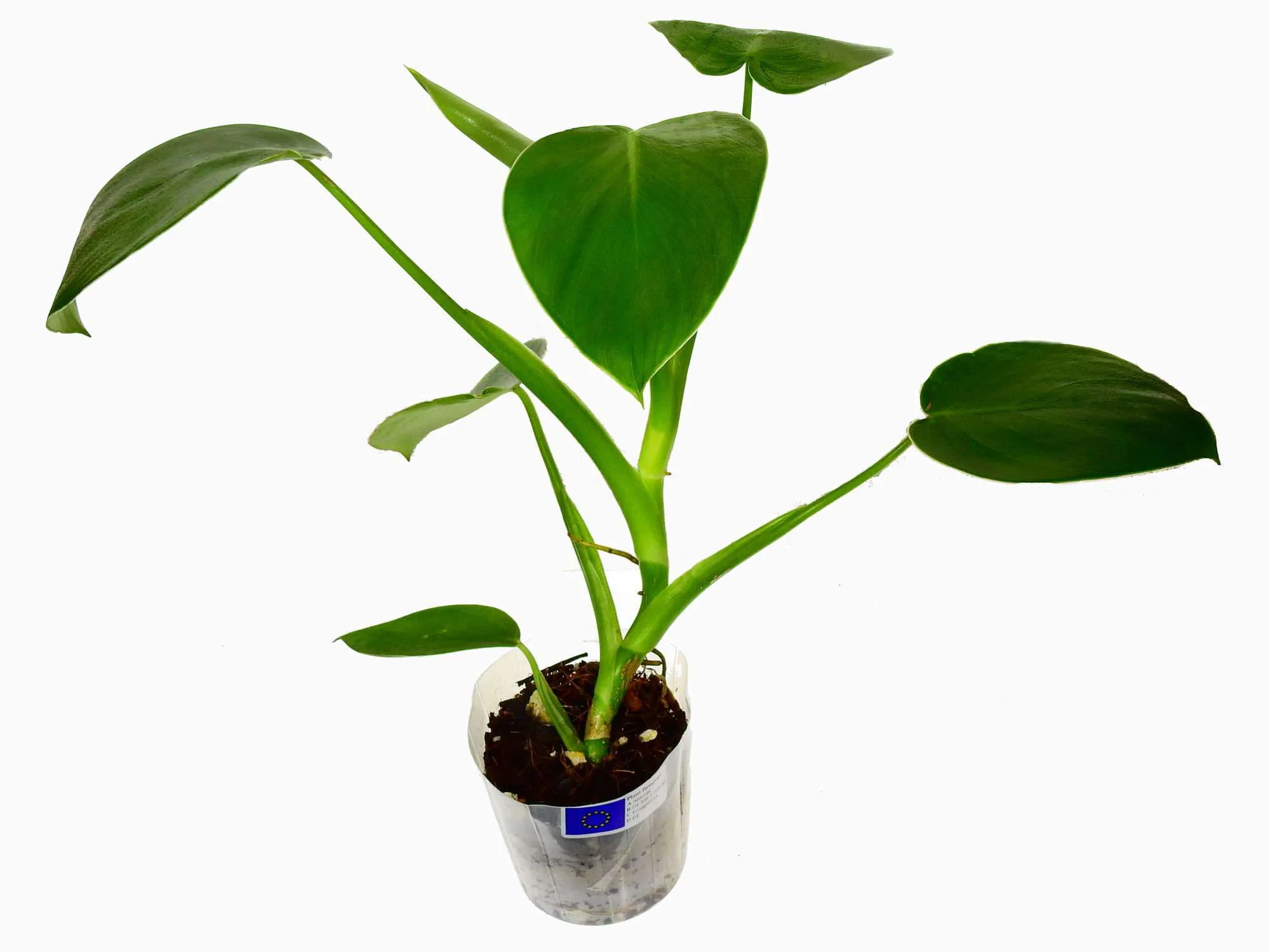 Philodendron rugosum - Image 3