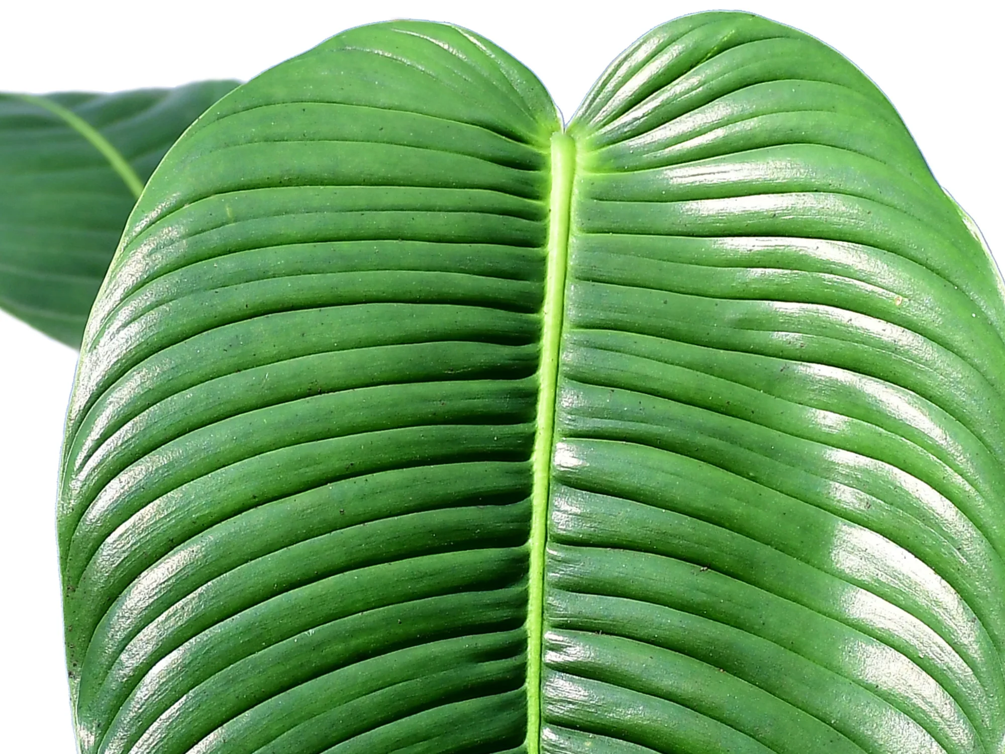 Philodendron scherberichii 'Ecuagenera' - Image 2