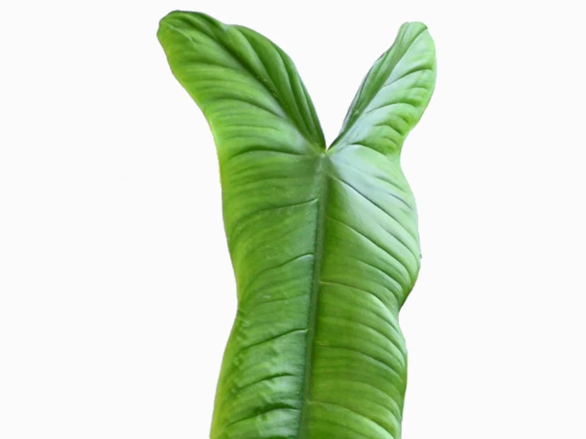 Philodendron sharoniae 'Mosquera' - Image 2