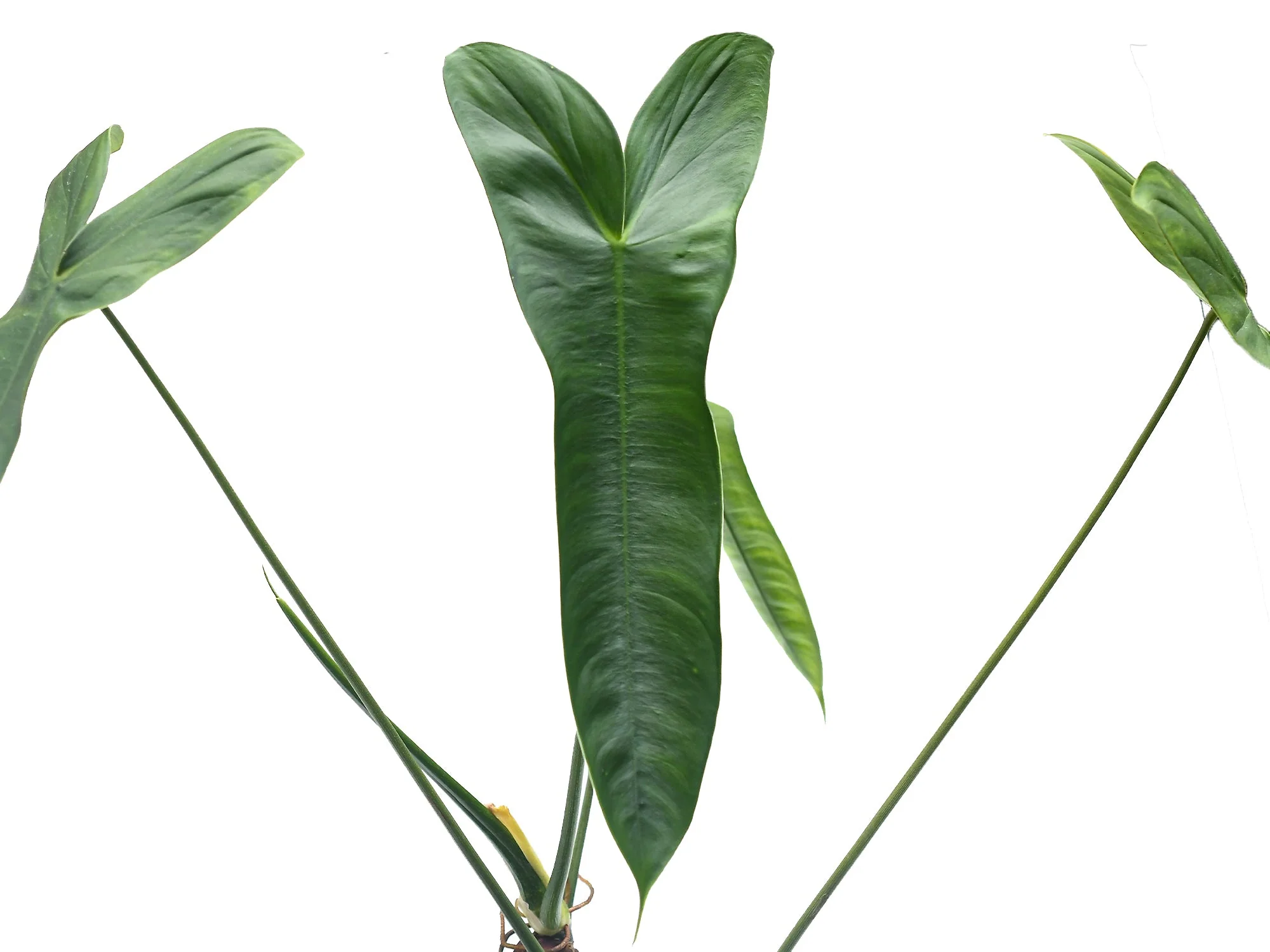 Philodendron sharoniae slim - Image 2
