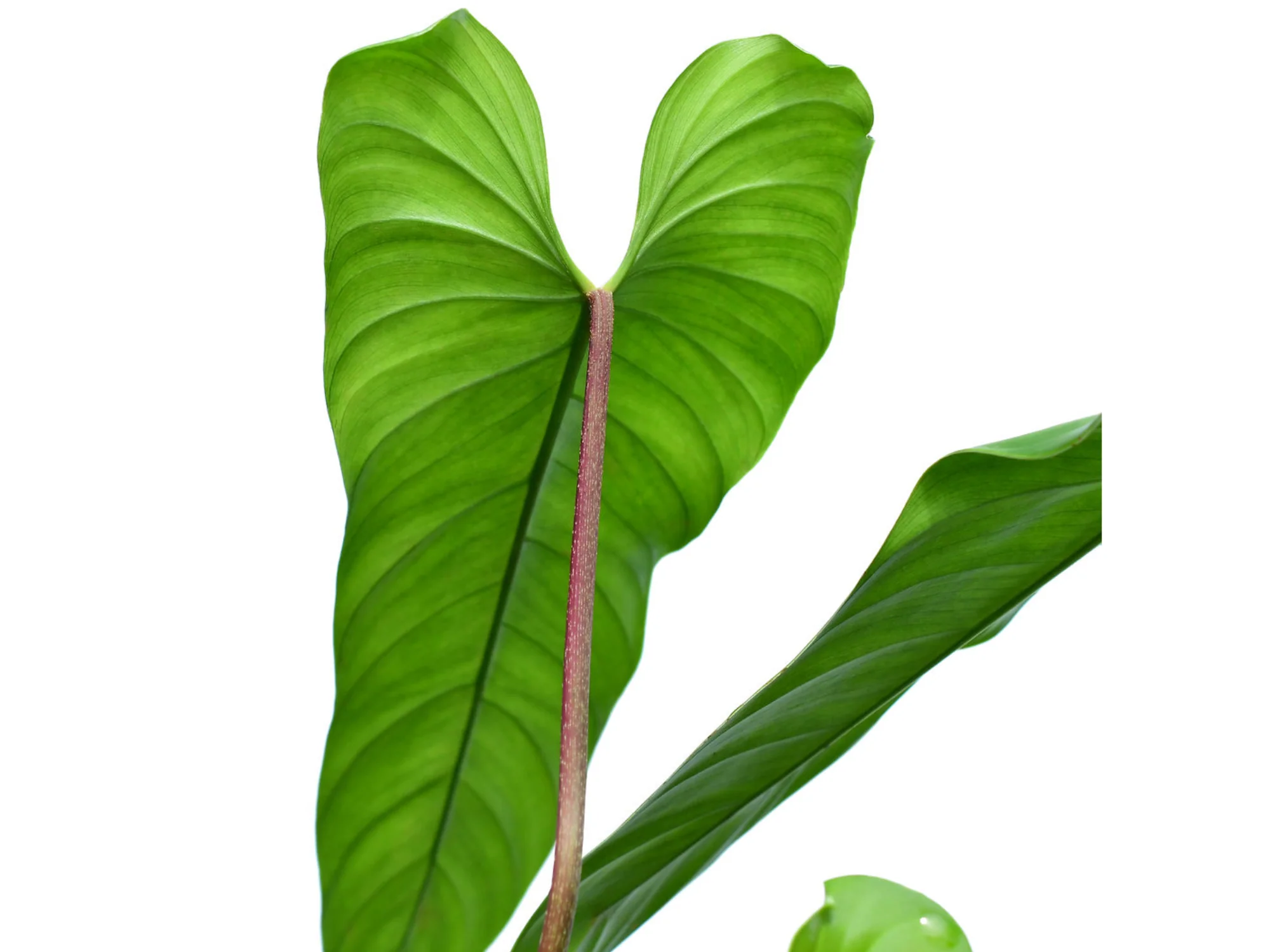 Philodendron species 'Red Petiole' - Image 2