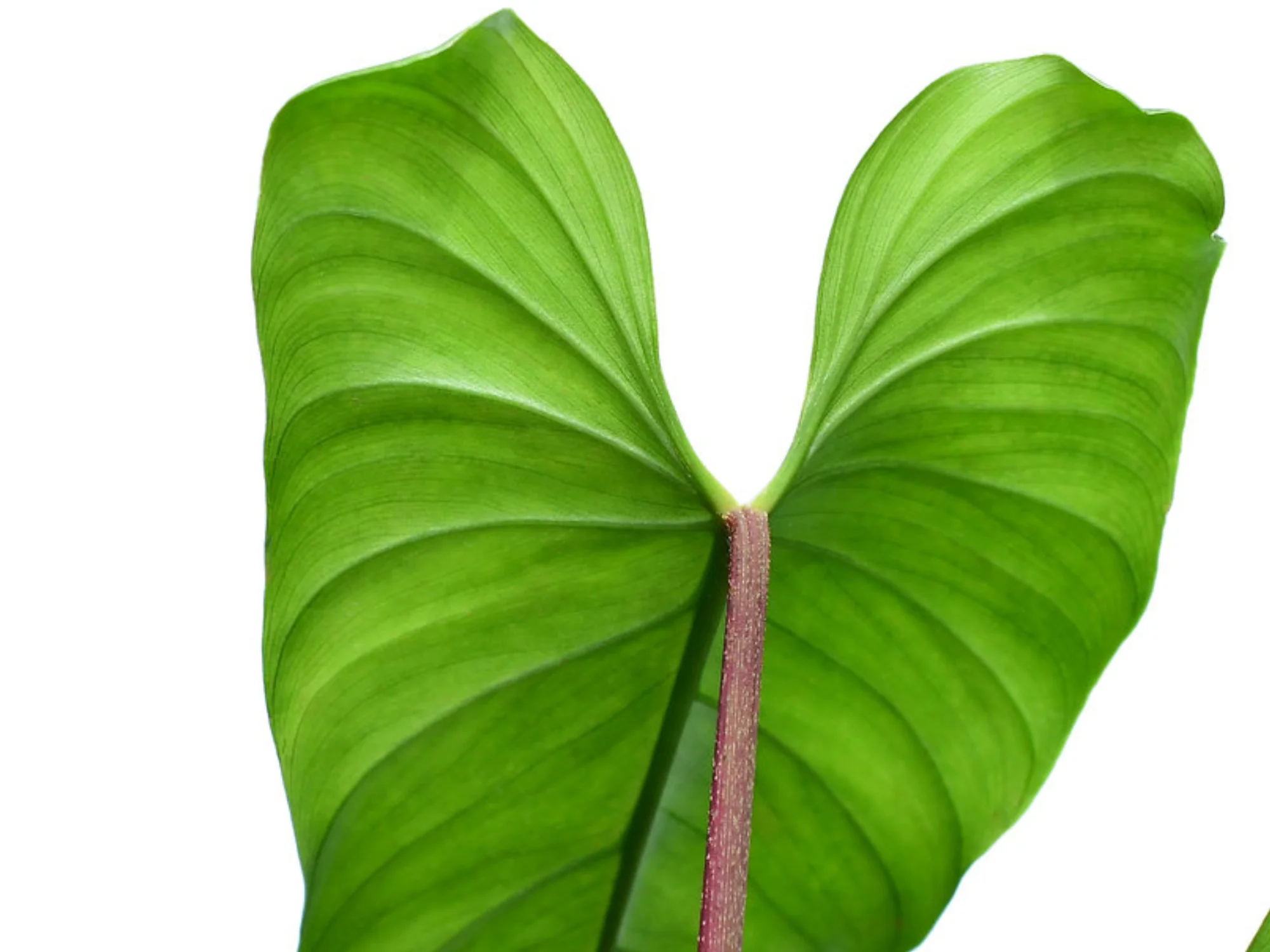 Philodendron species 'Red Petiole' - Image 3