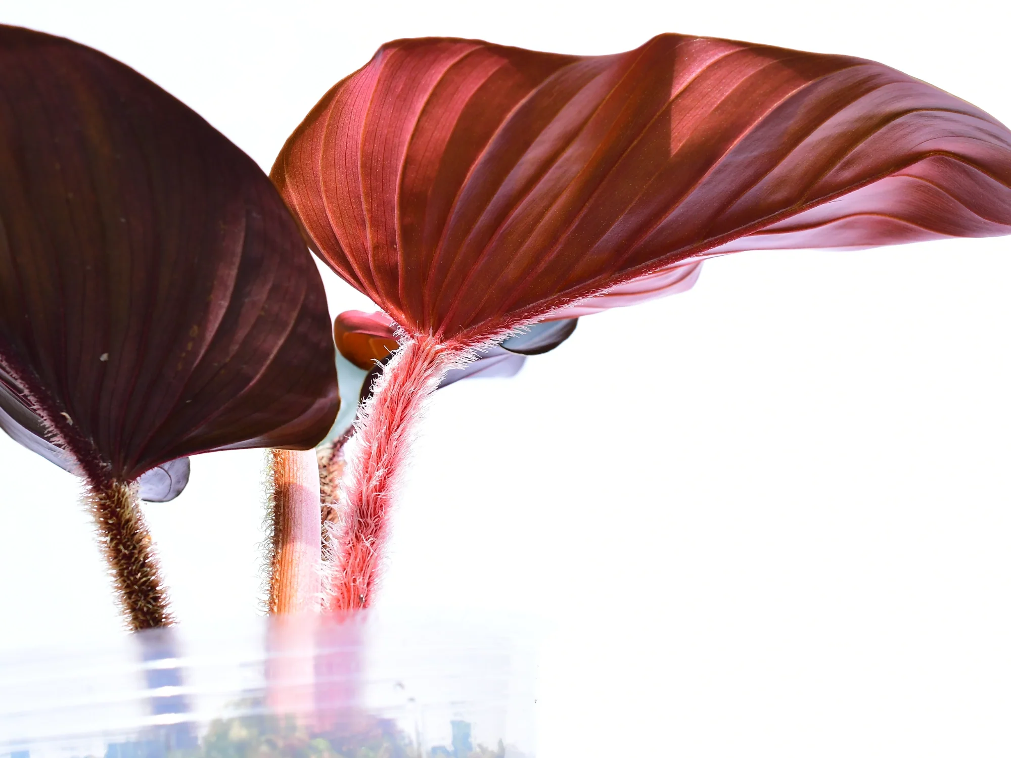 Philodendron squamicaule 'Pink' - Image 2
