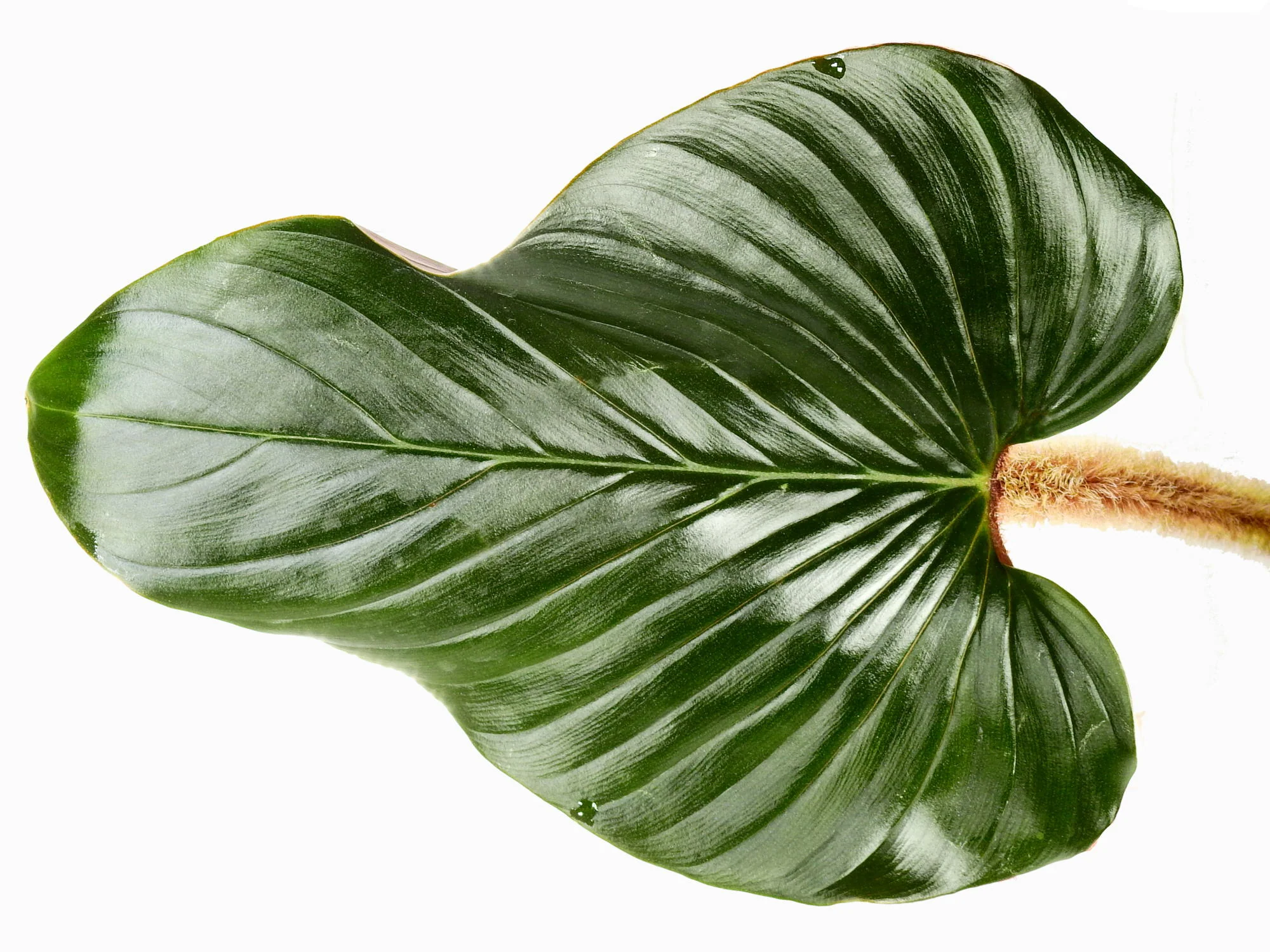 Philodendron squamicaule 'Pink' - Image 3