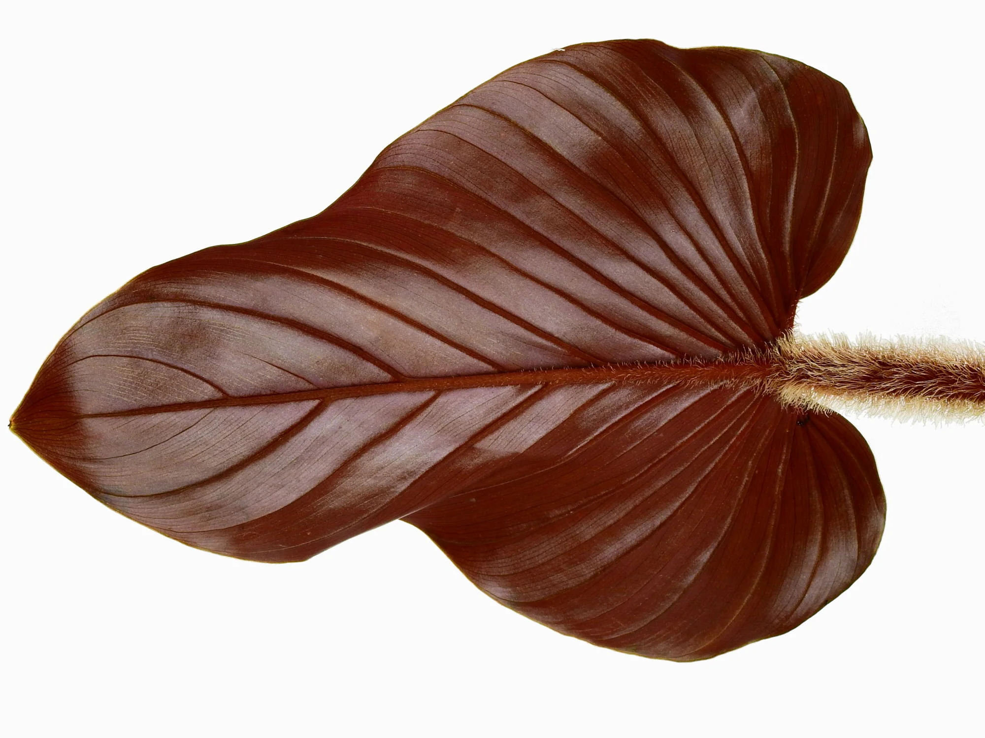 Philodendron squamicaule 'Pink' - Image 4