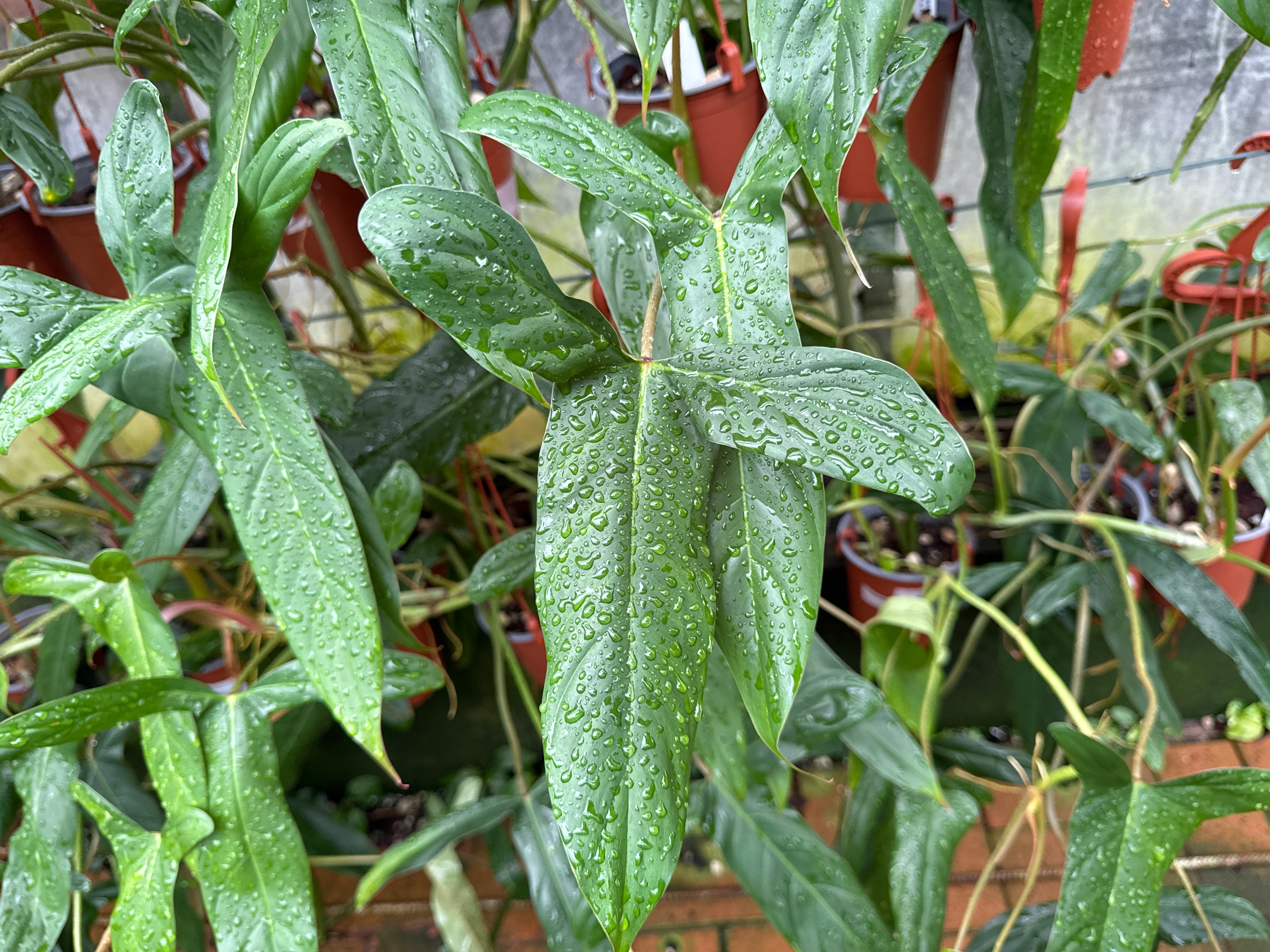 Philodendron Sweet Camila - Image 2
