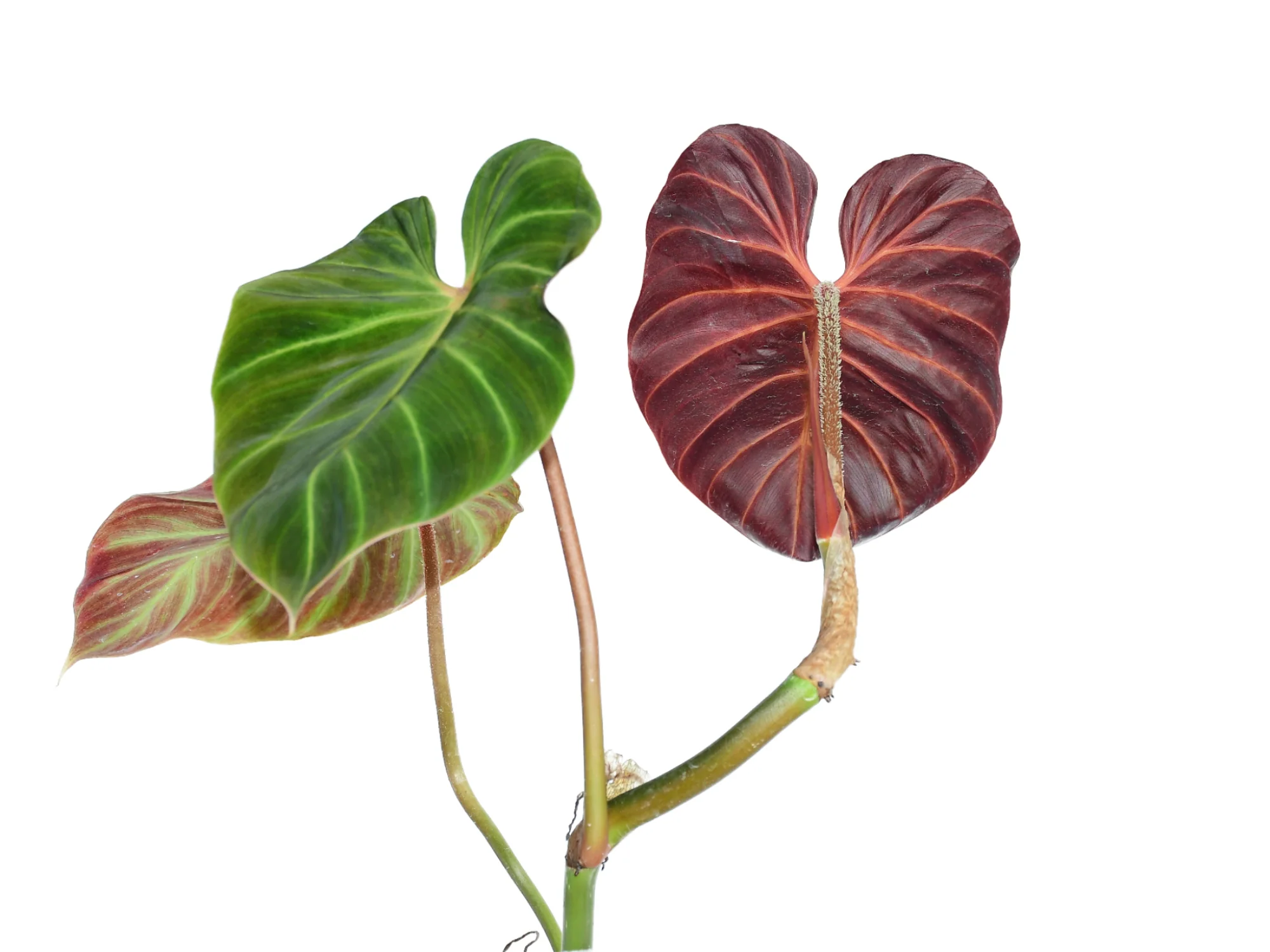 Philodendron verrucosum ‘Amazon Sunset’
