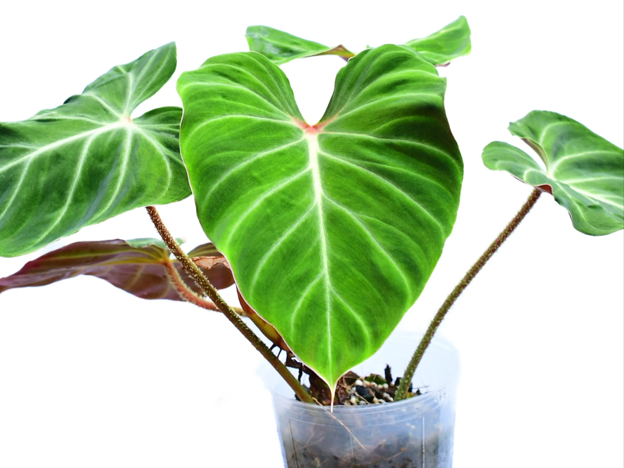Philodendron verrucosum ‘Amazon Sunset’ - Image 2