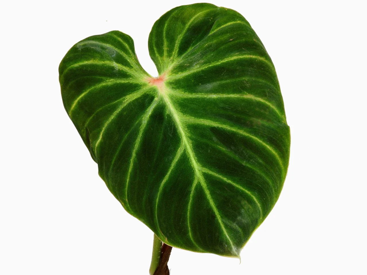 Philodendron verrucosum ‘Amazon Sunset’ - Image 3