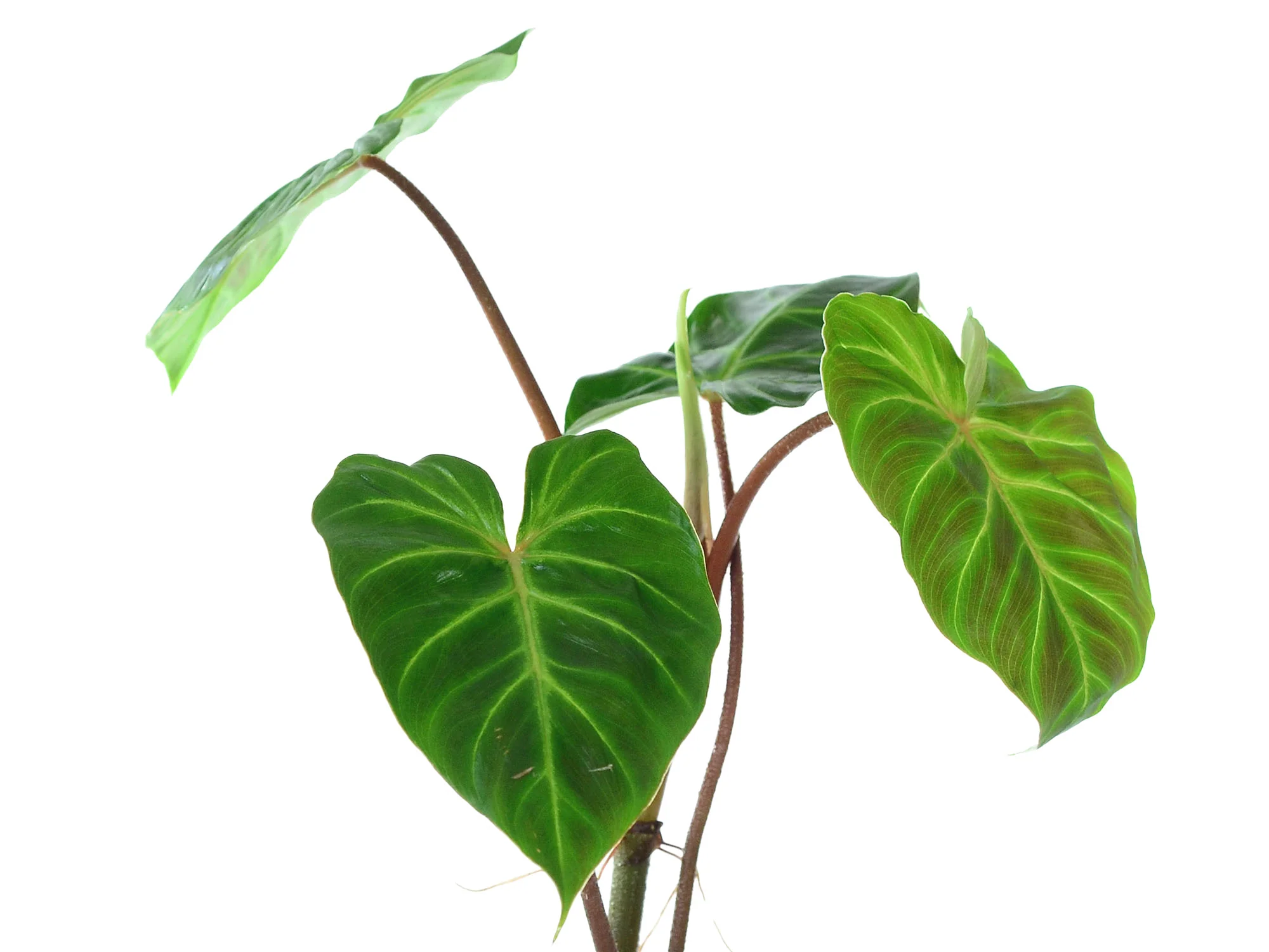 Philodendron verrucosum Amazonas - Image 2