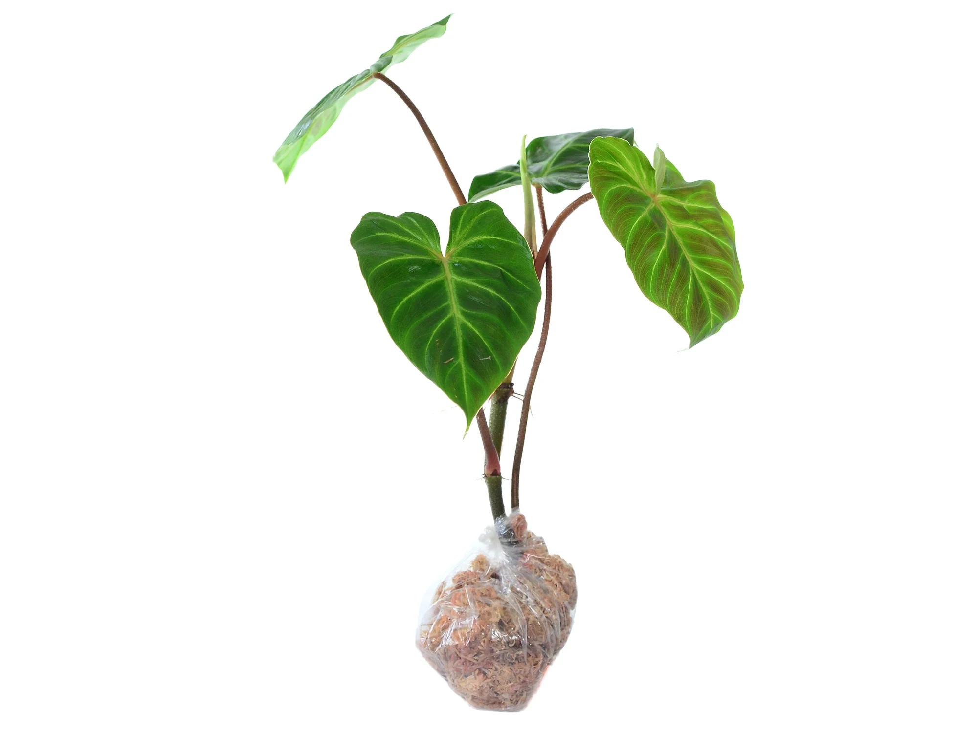 Philodendron verrucosum Amazonas - Image 3