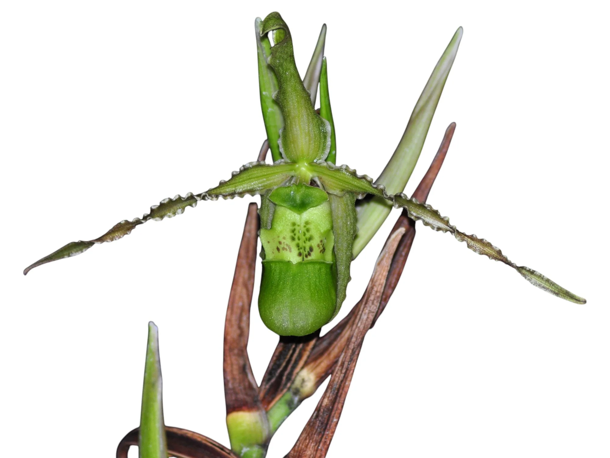 Phragmipedium boissierianum