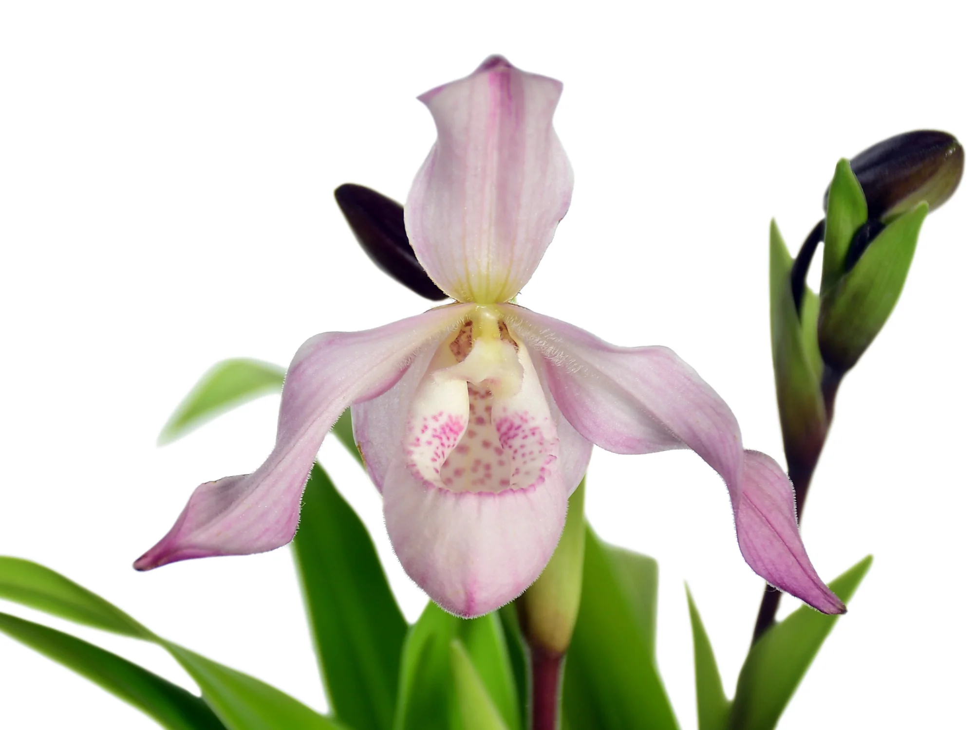 Phragmipedium Charlie Hanson