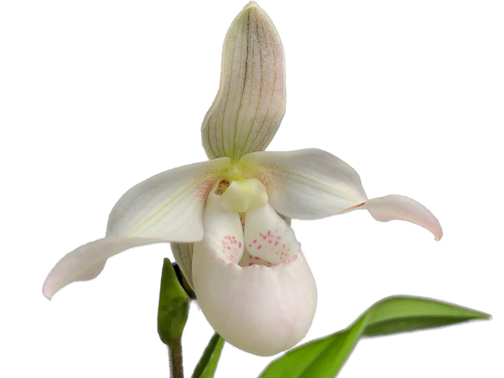 Phragmipedium Easy Men - Image 2