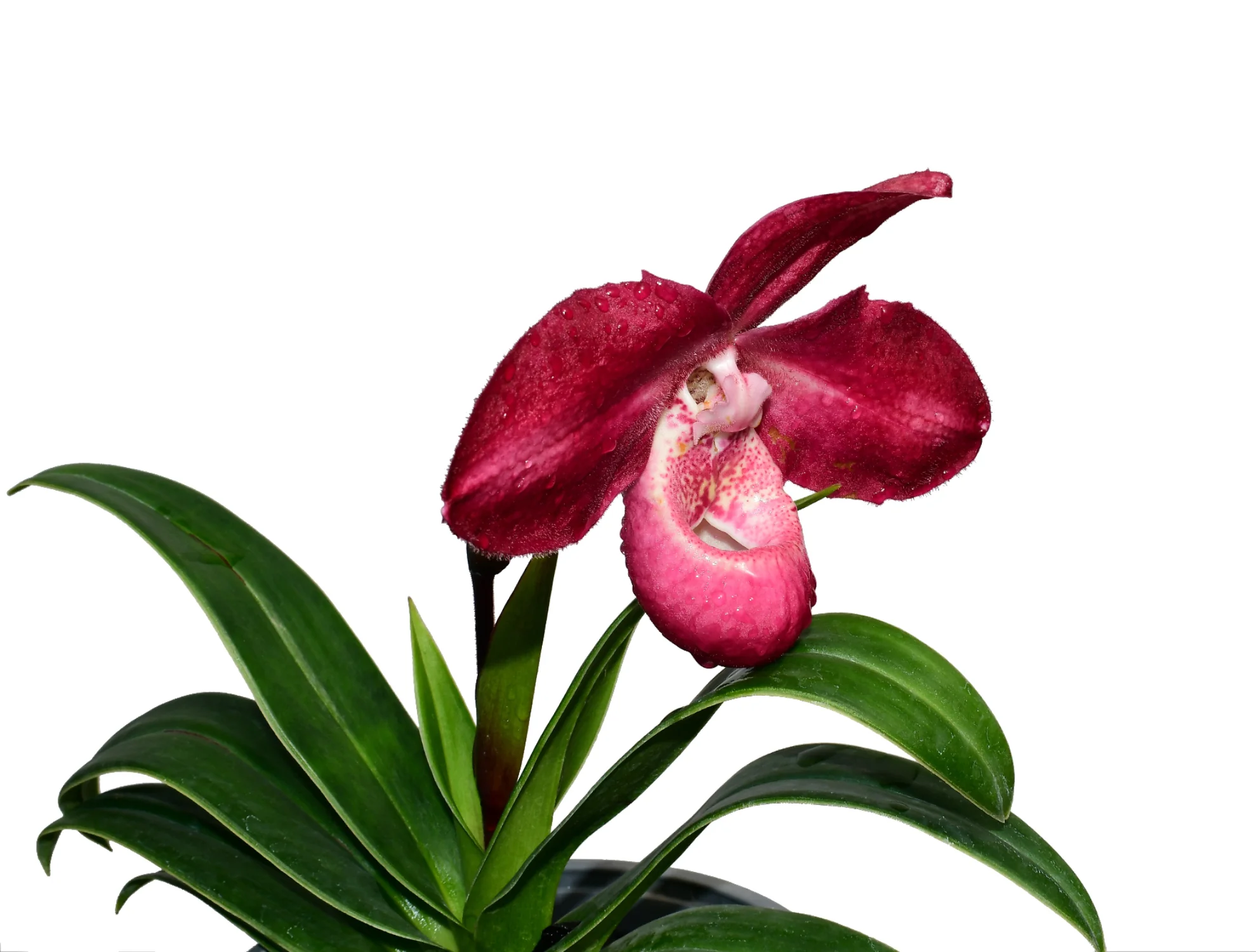 Phragmipedium Les Varines - Image 2